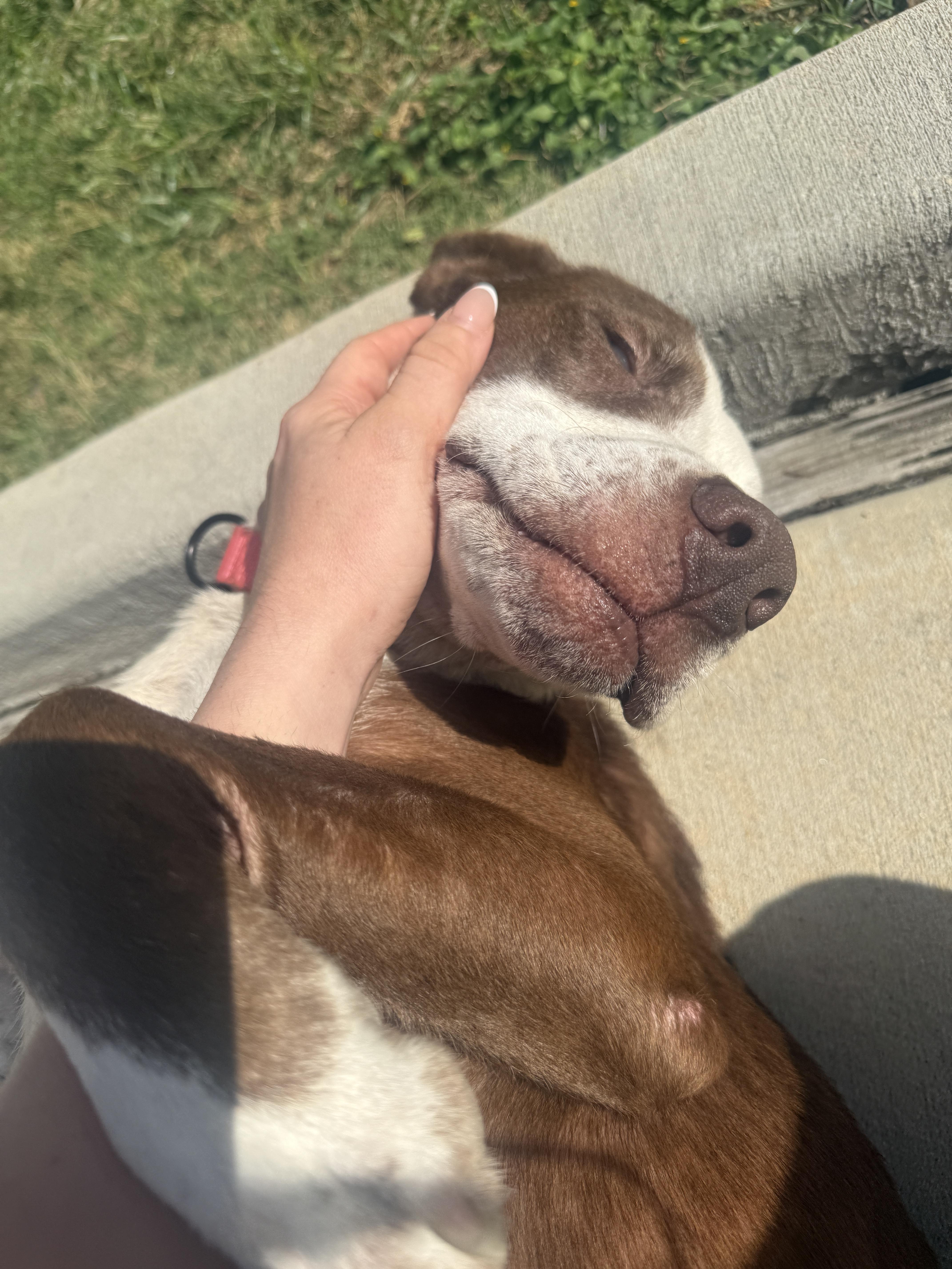 Mama Rosemary, a Adoptable mixed breed in Commerce City, CO image 3/5