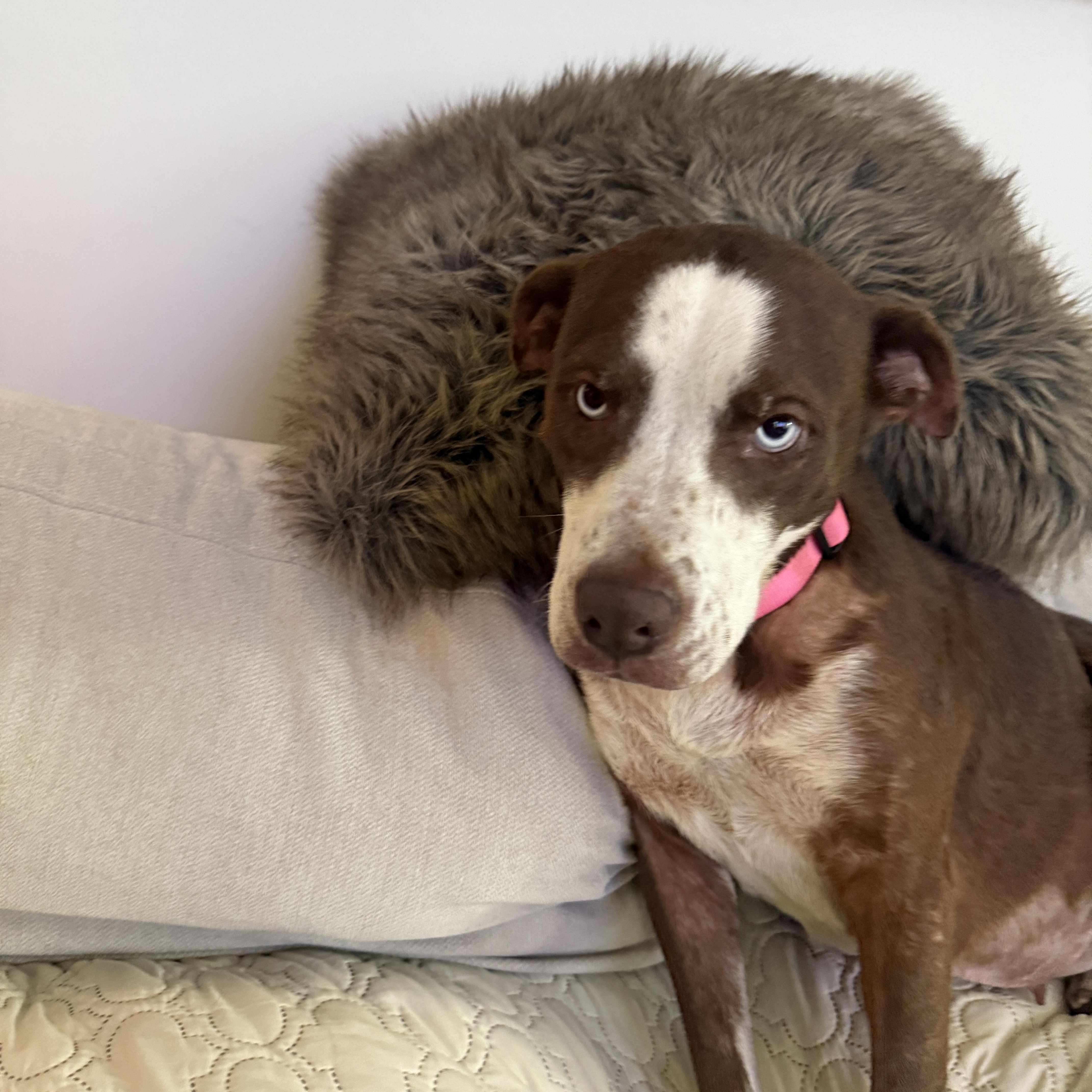 Mama Rosemary, a Adoptable mixed breed in Commerce City, CO image 4/5