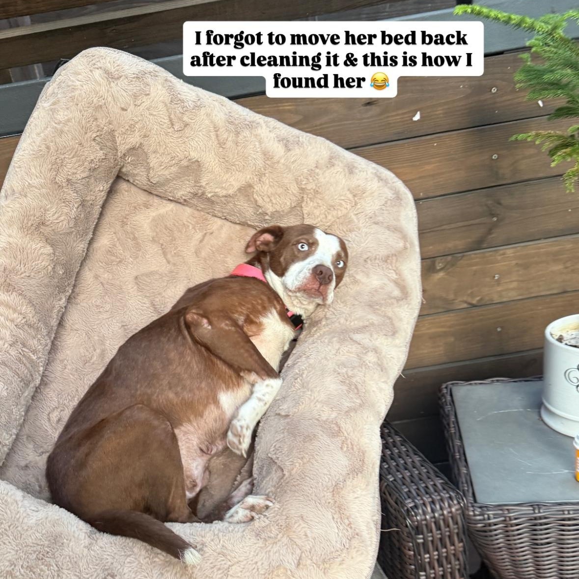 Mama Rosemary, a Adoptable mixed breed in Commerce City, CO image 5/5