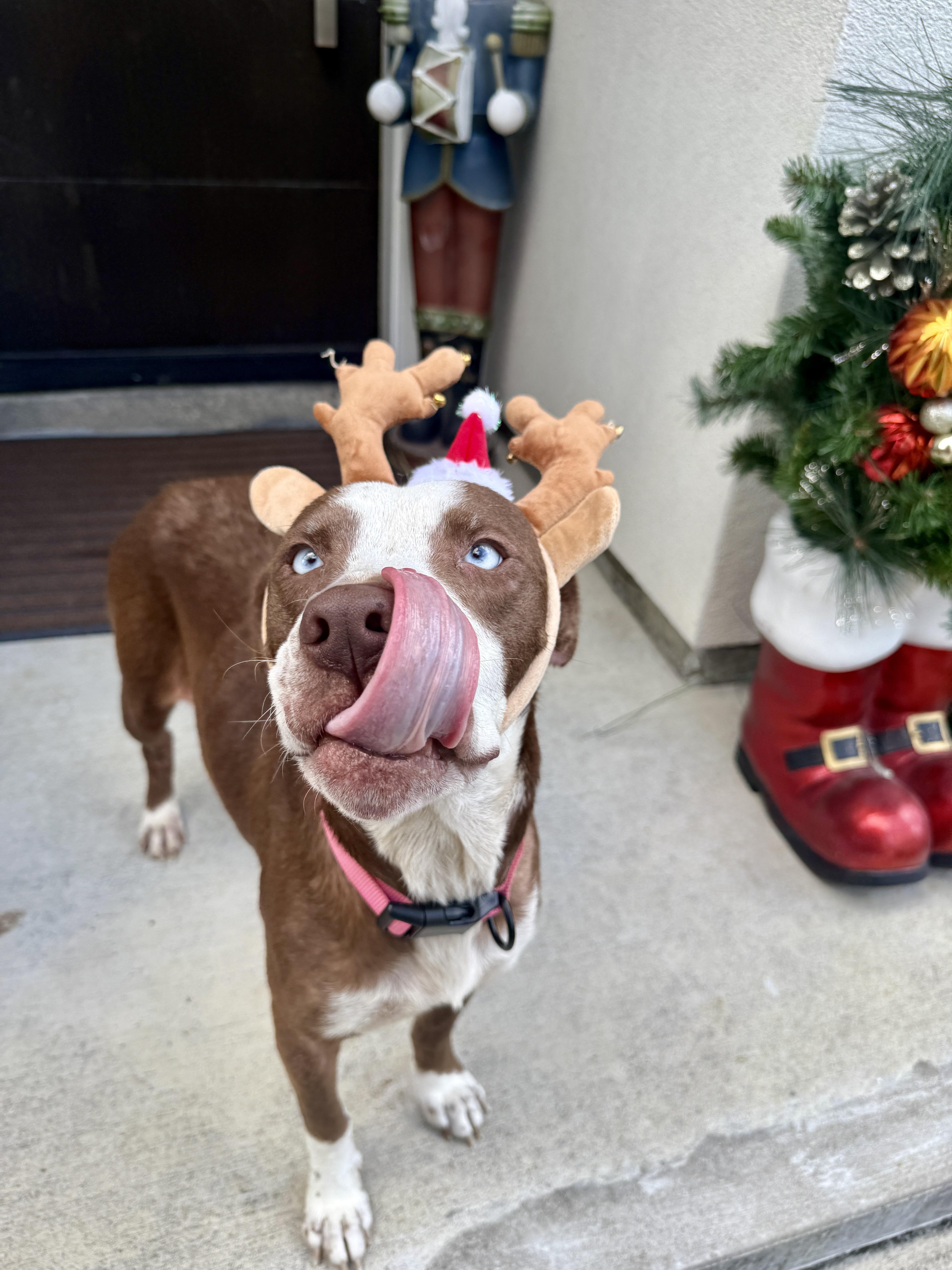 Mama Rosemary, Adoptable, Adult Female Labrador Retriever.