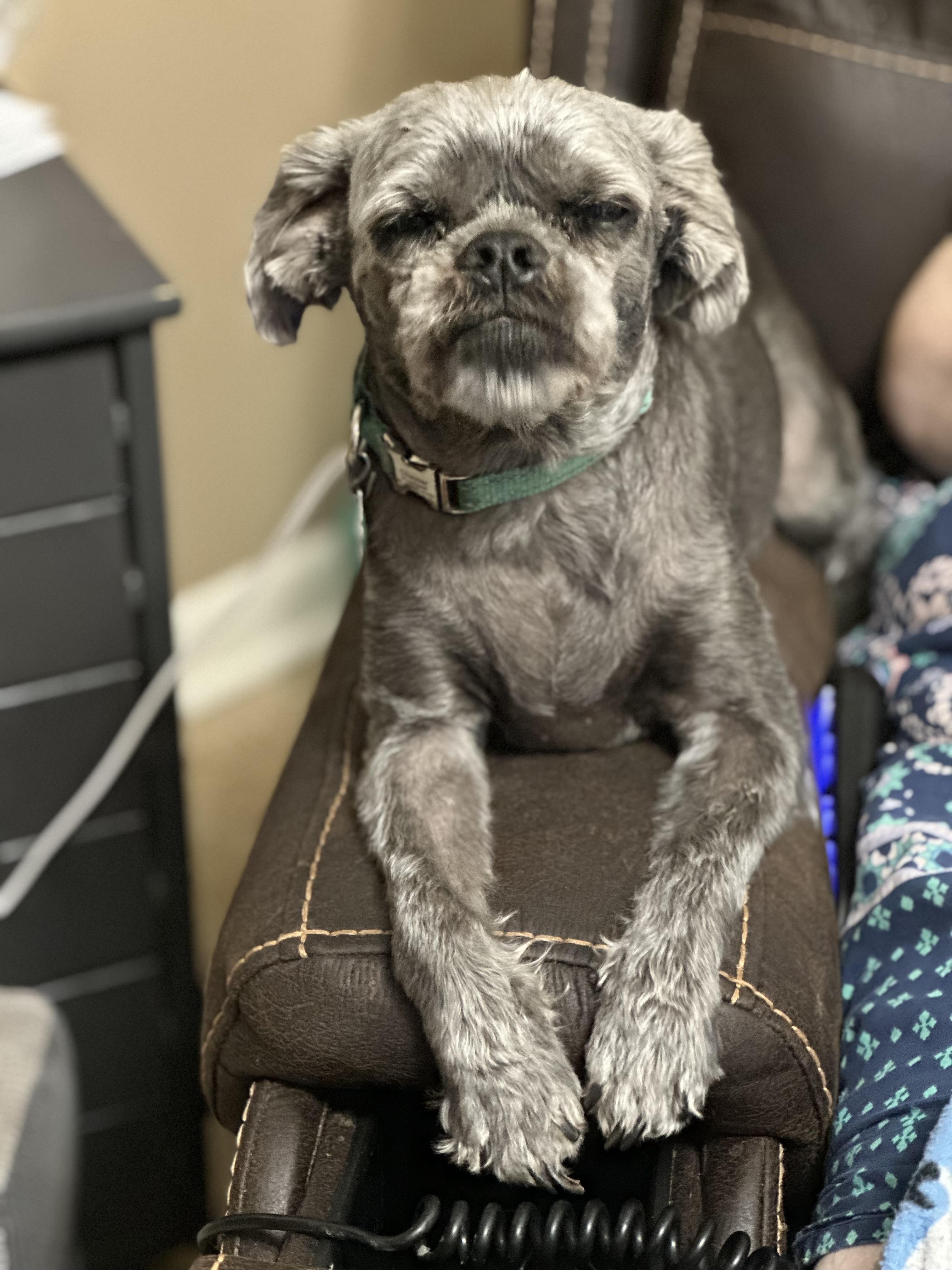 Enlarge Chaucer, a Adoptable Brussels Griffon in Dripping Springs, TX image 3/3