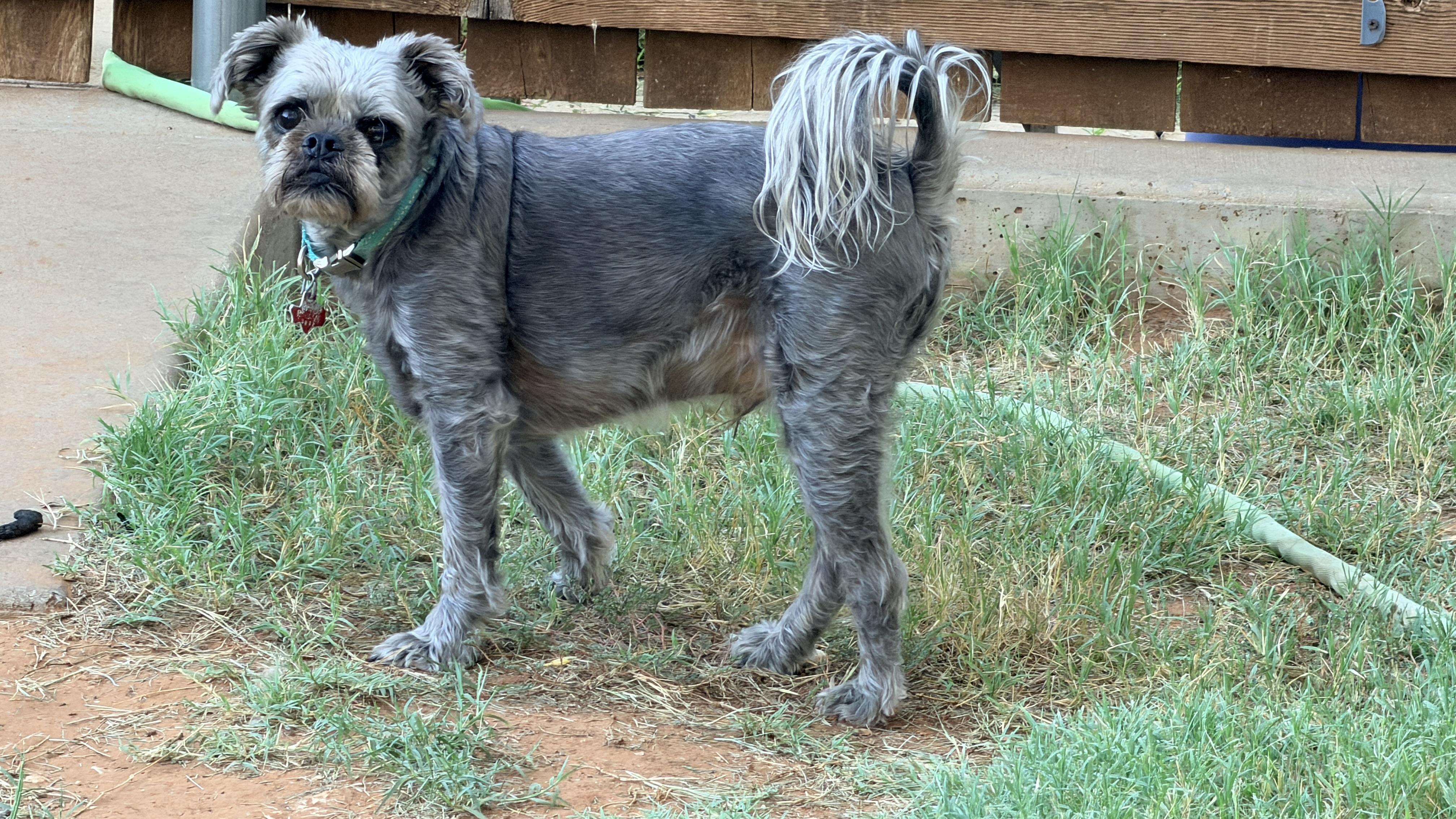 Enlarge Chaucer, a Adoptable Brussels Griffon in Dripping Springs, TX image 2/3