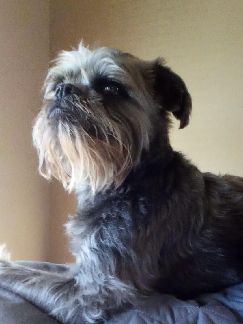 Chaucer, Adoptable, Senior Male Brussels Griffon.