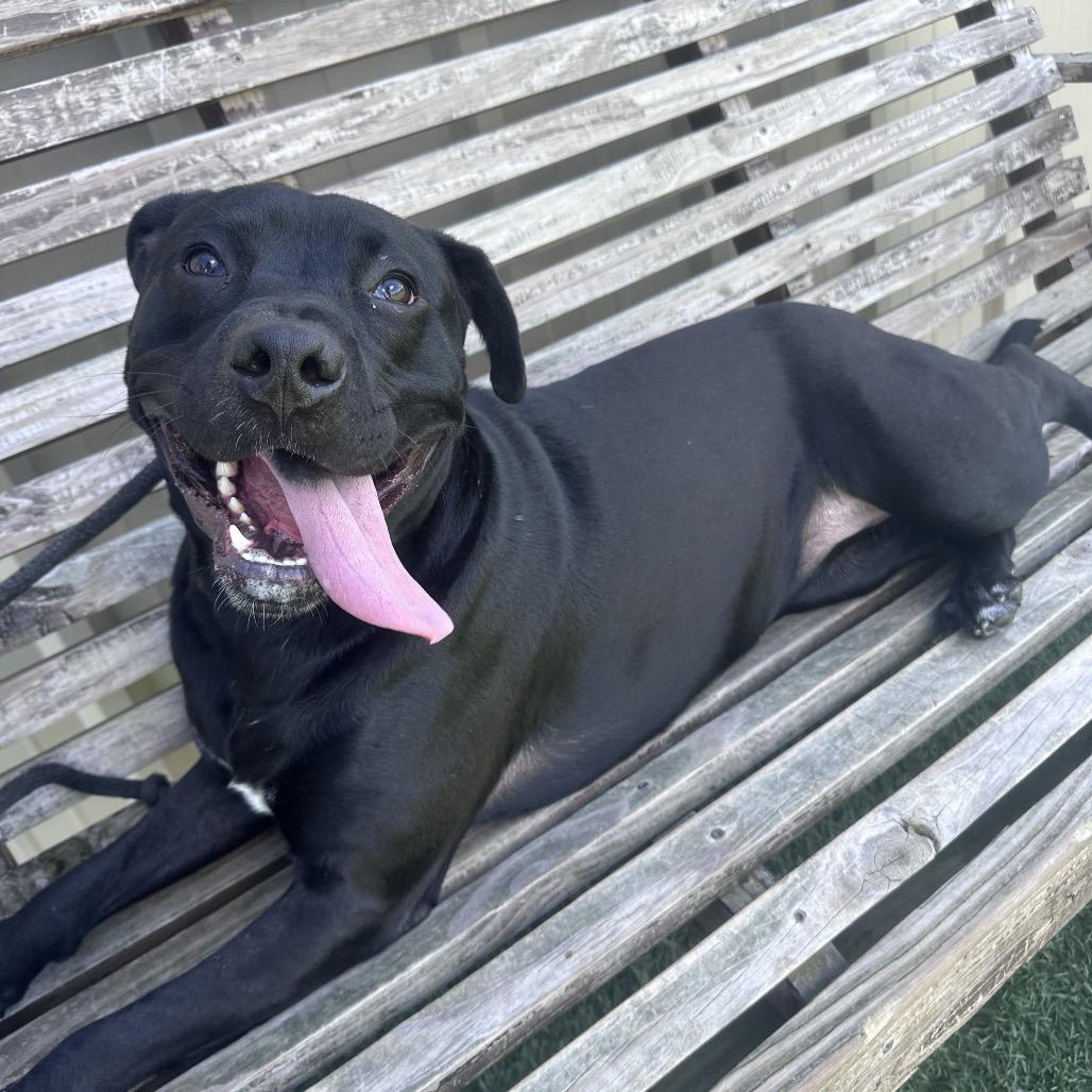 Athena, Adoptable, Adult Female Black Labrador Retriever & Mixed Breed.