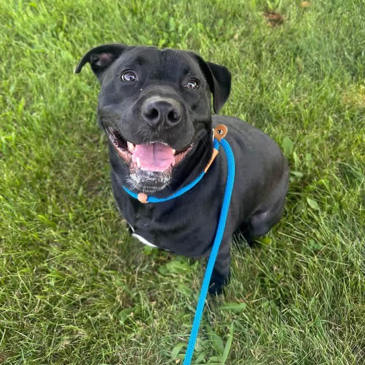 Athena, Adoptable, Adult Female Black Labrador Retriever & Mixed Breed.