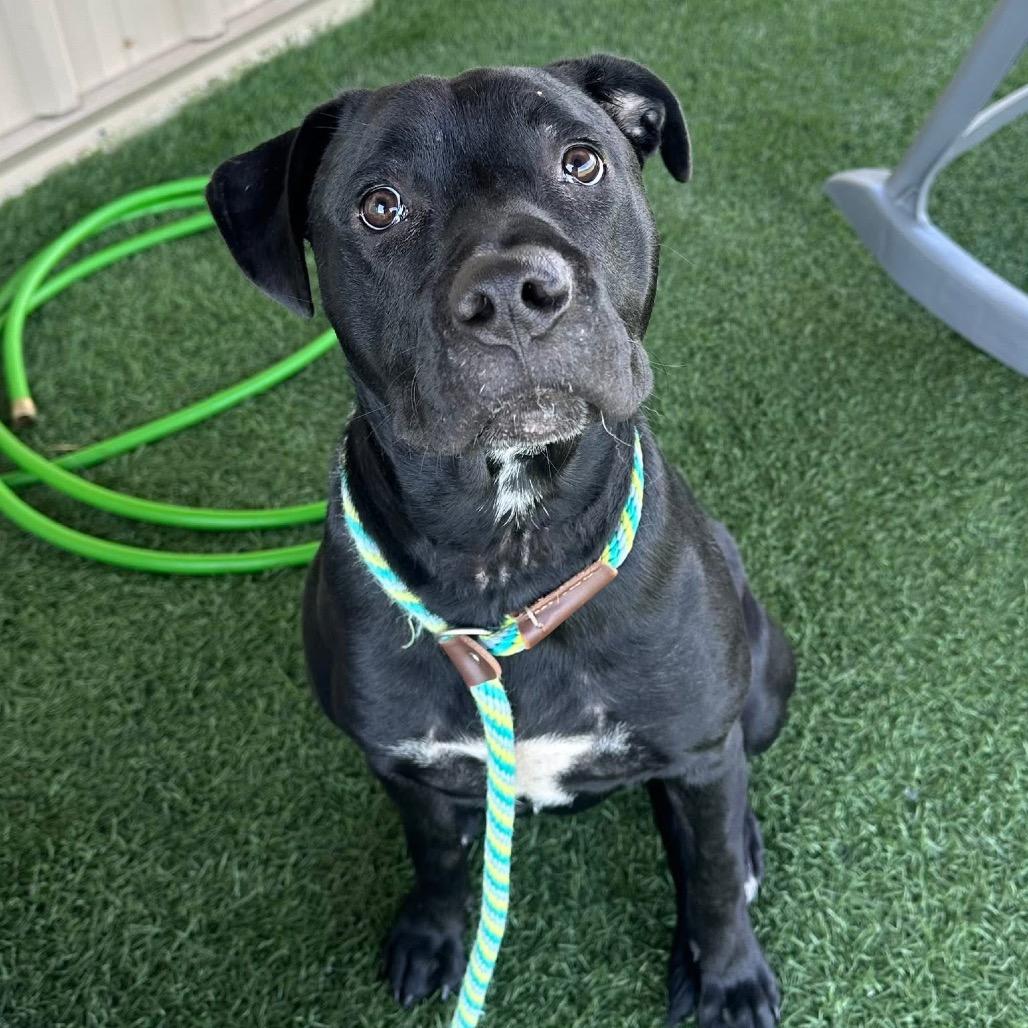 Athena, Adoptable, Adult Female Black Labrador Retriever & Mixed Breed.