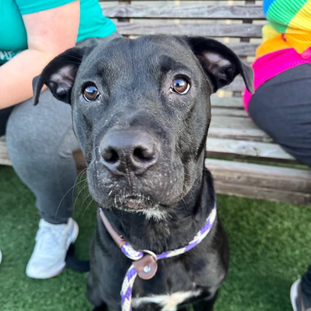 Enlarge Athena, a Adoptable mixed breed in Canton, IL image 4/6