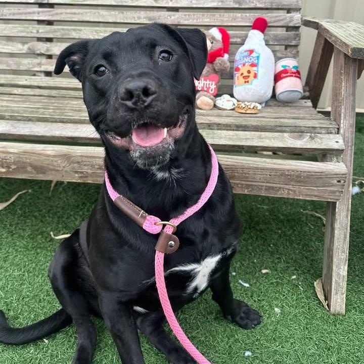 Enlarge Athena, a Adoptable mixed breed in Canton, IL image 6/6