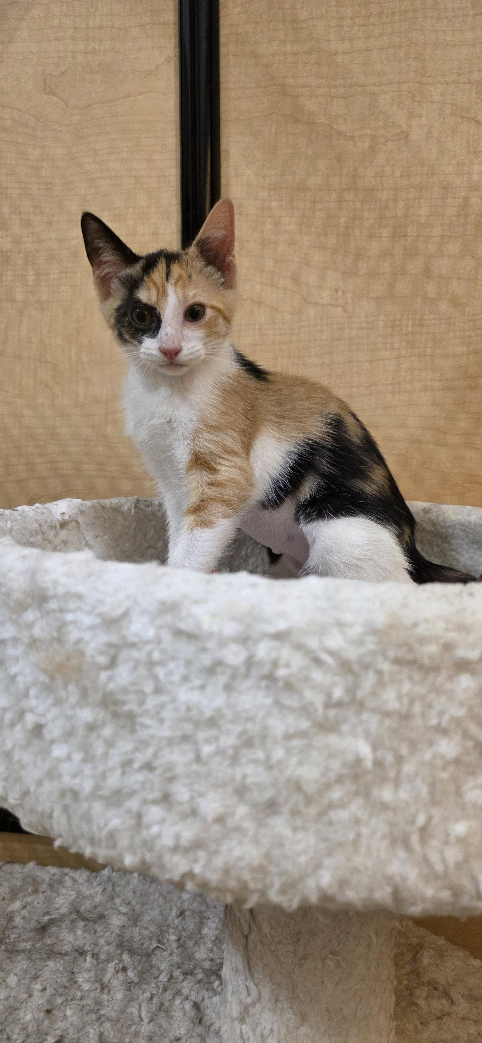 Enlarge Calix, a Adopted Domestic Short Hair in Rowlett, TX image 1/2