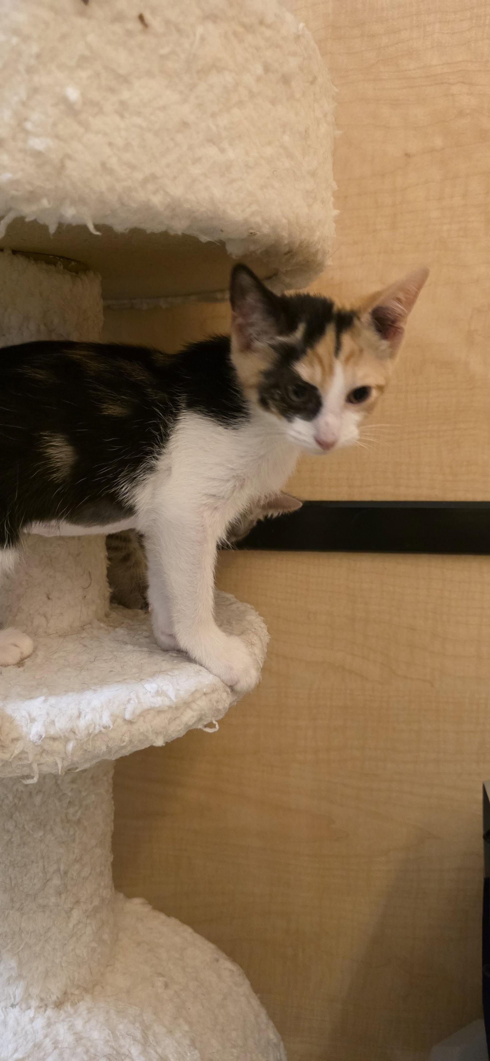 Enlarge Calix, a Adopted Domestic Short Hair in Rowlett, TX image 2/2