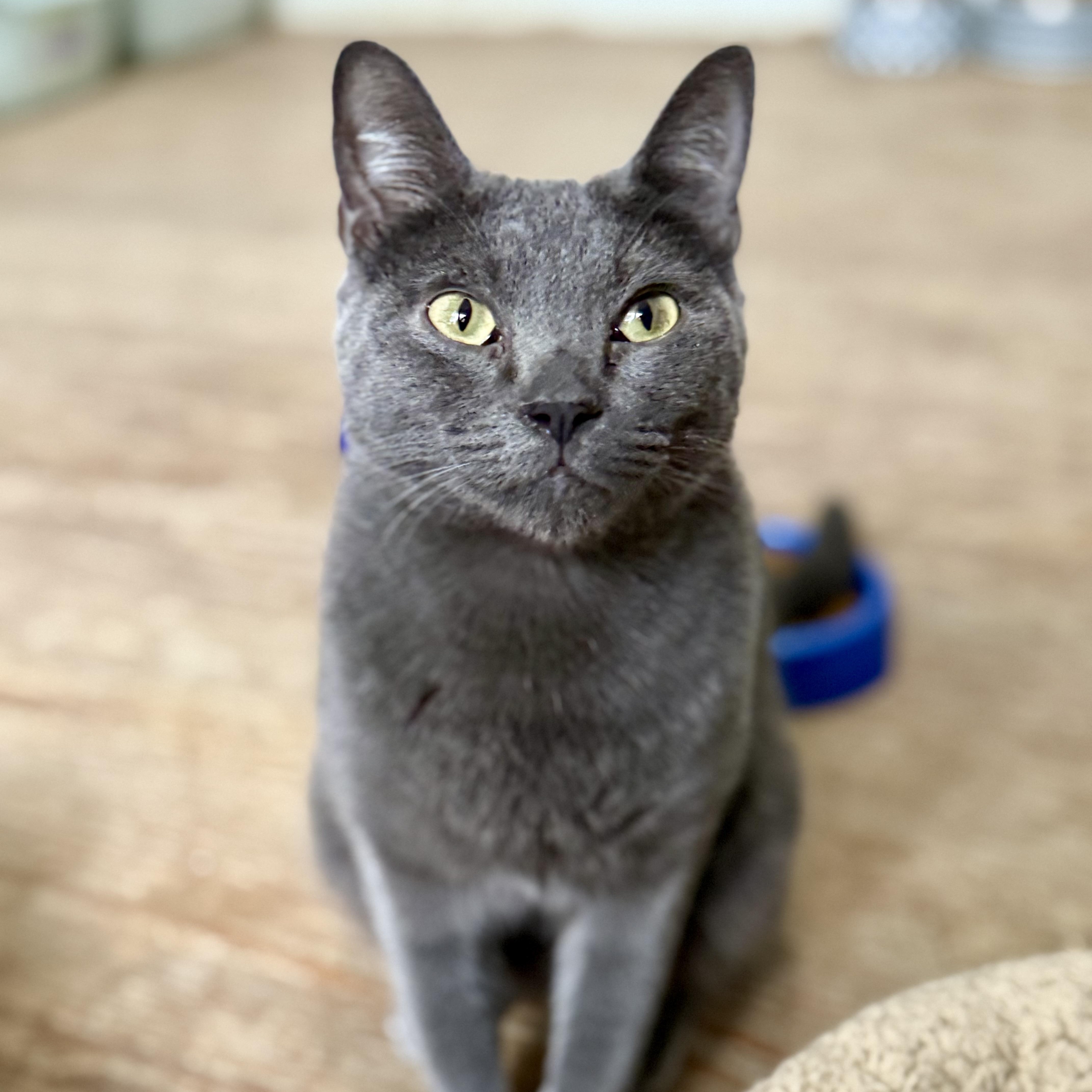 Poseidon, a Adoptable Domestic Short Hair in Shreveport, LA image 1/4