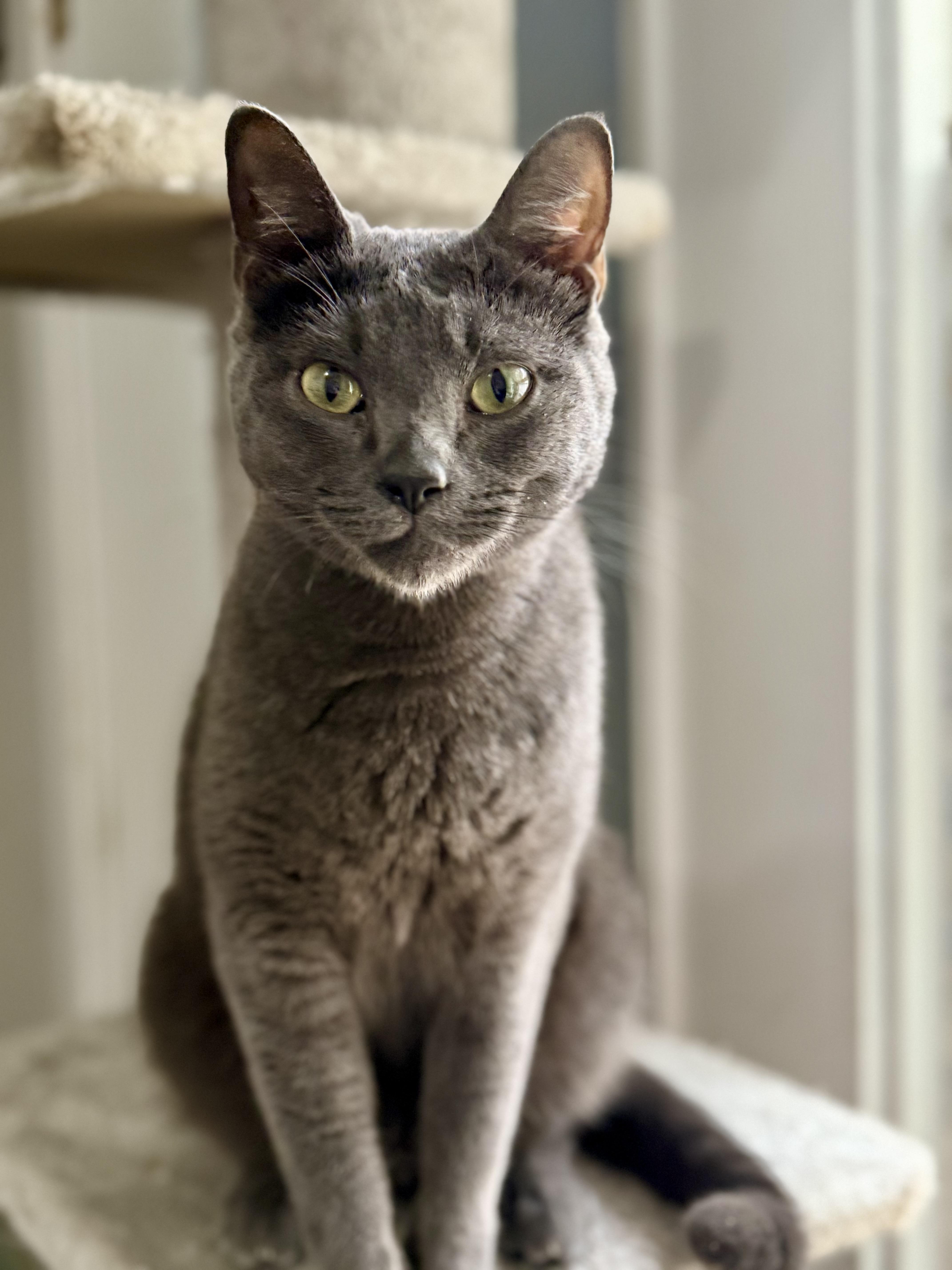 Poseidon, a Adoptable Domestic Short Hair in Shreveport, LA image 2/4