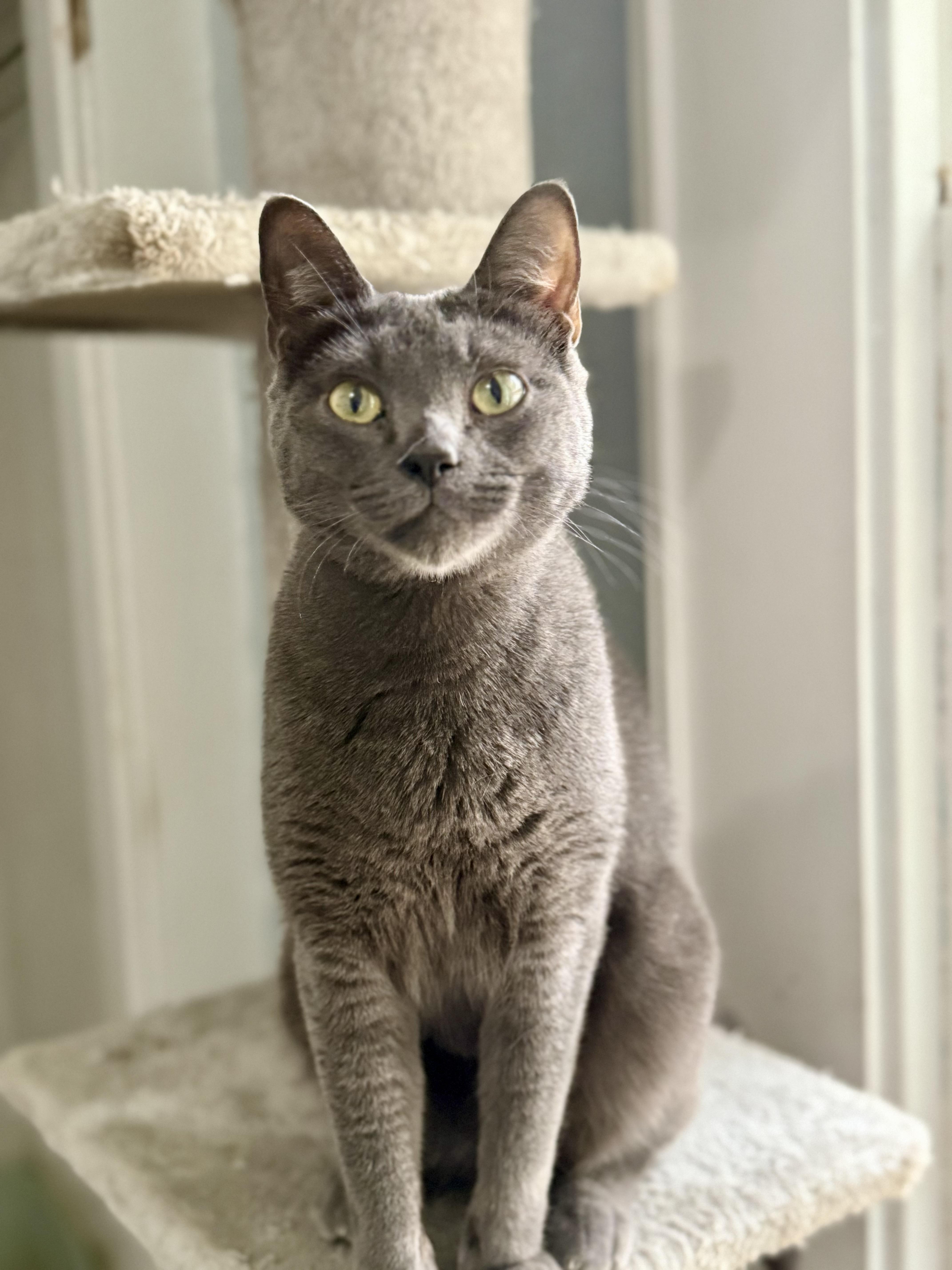 Poseidon, a Adoptable Domestic Short Hair in Shreveport, LA image 3/4