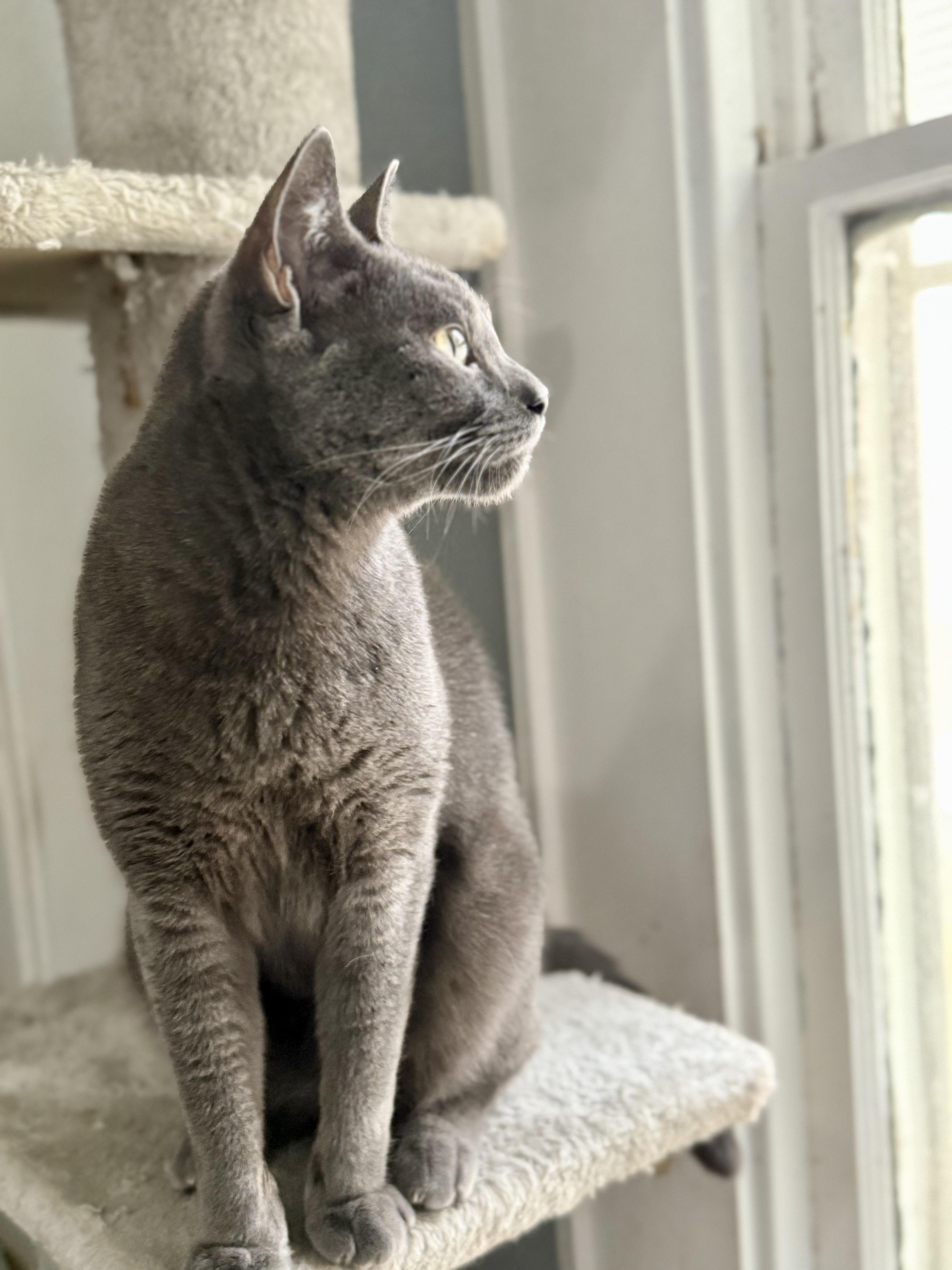 Poseidon, a Adoptable Domestic Short Hair in Shreveport, LA image 4/4