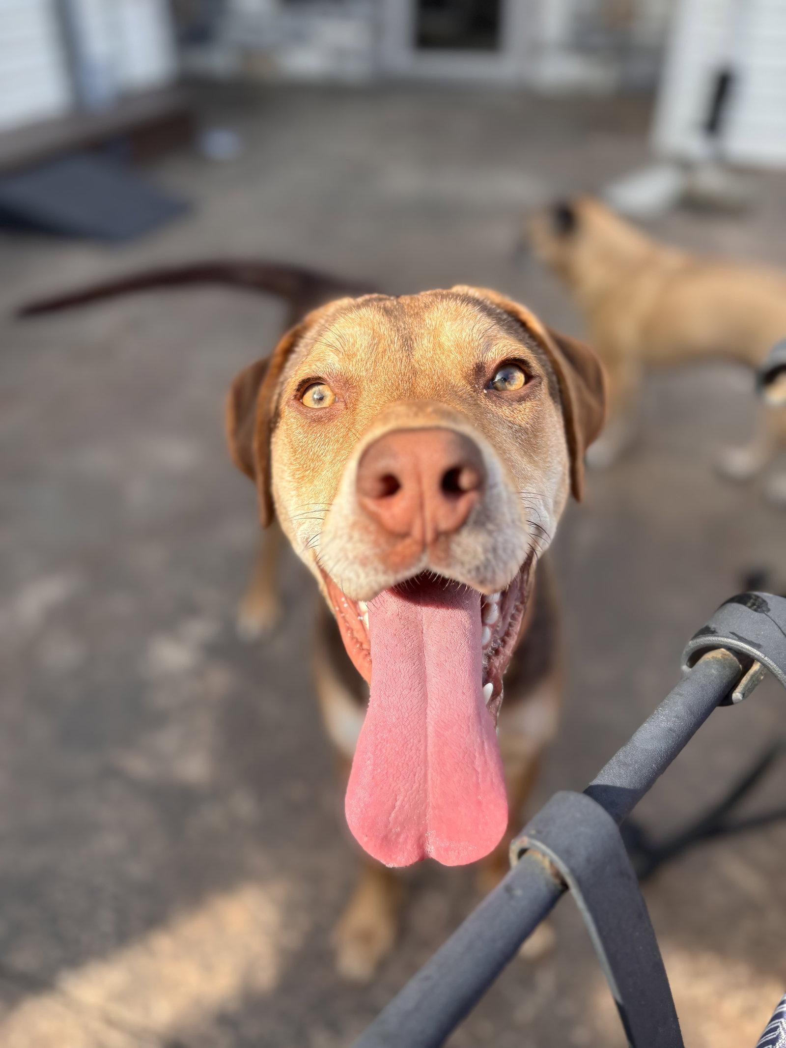 Poppy, Adoptable, Young Female Hound.