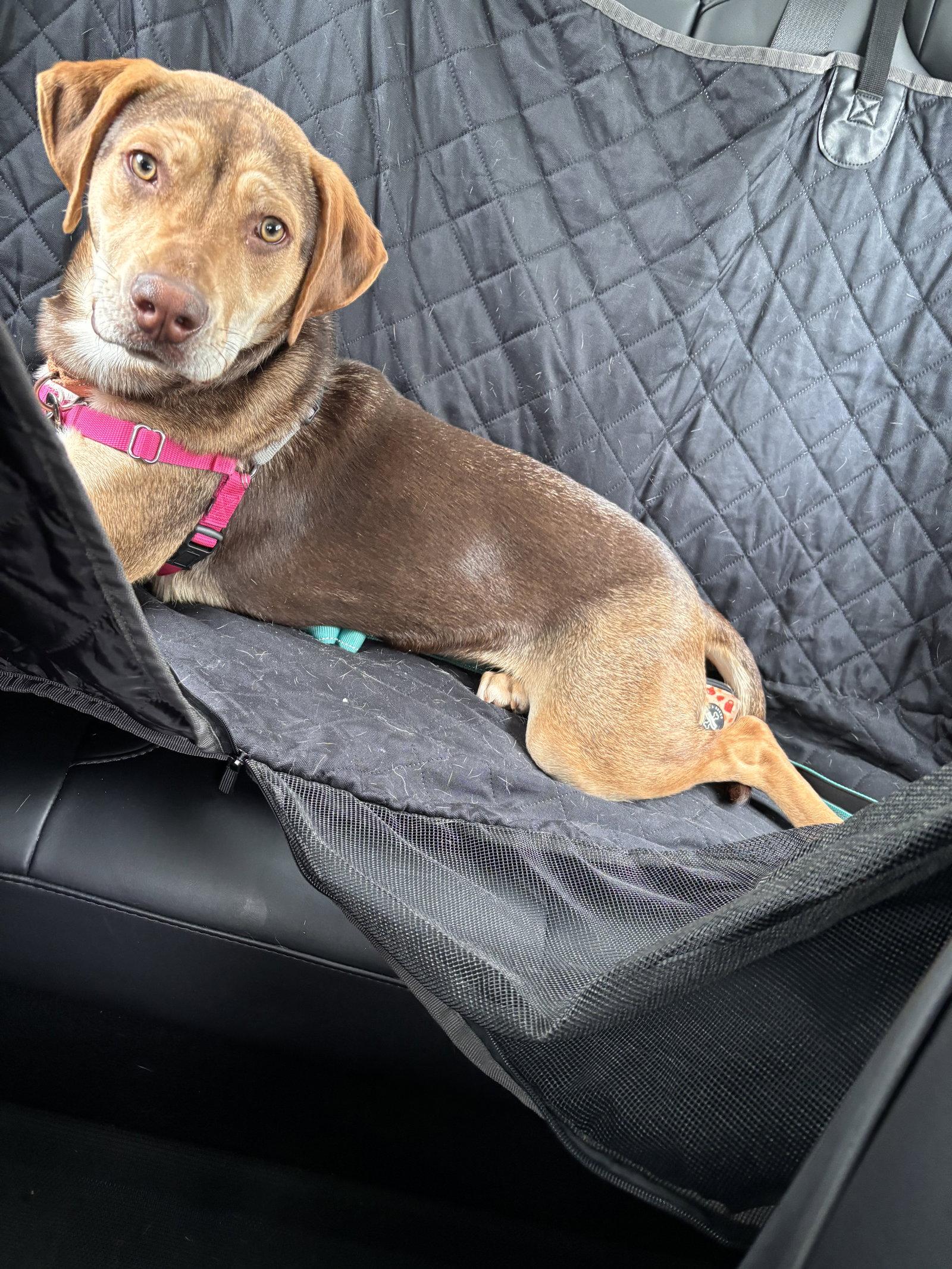 Poppy, a Adoptable Hound in Powell, OH image 3/3