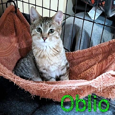 Oblio, ADOPTABLE, Kitten Male Tabby.