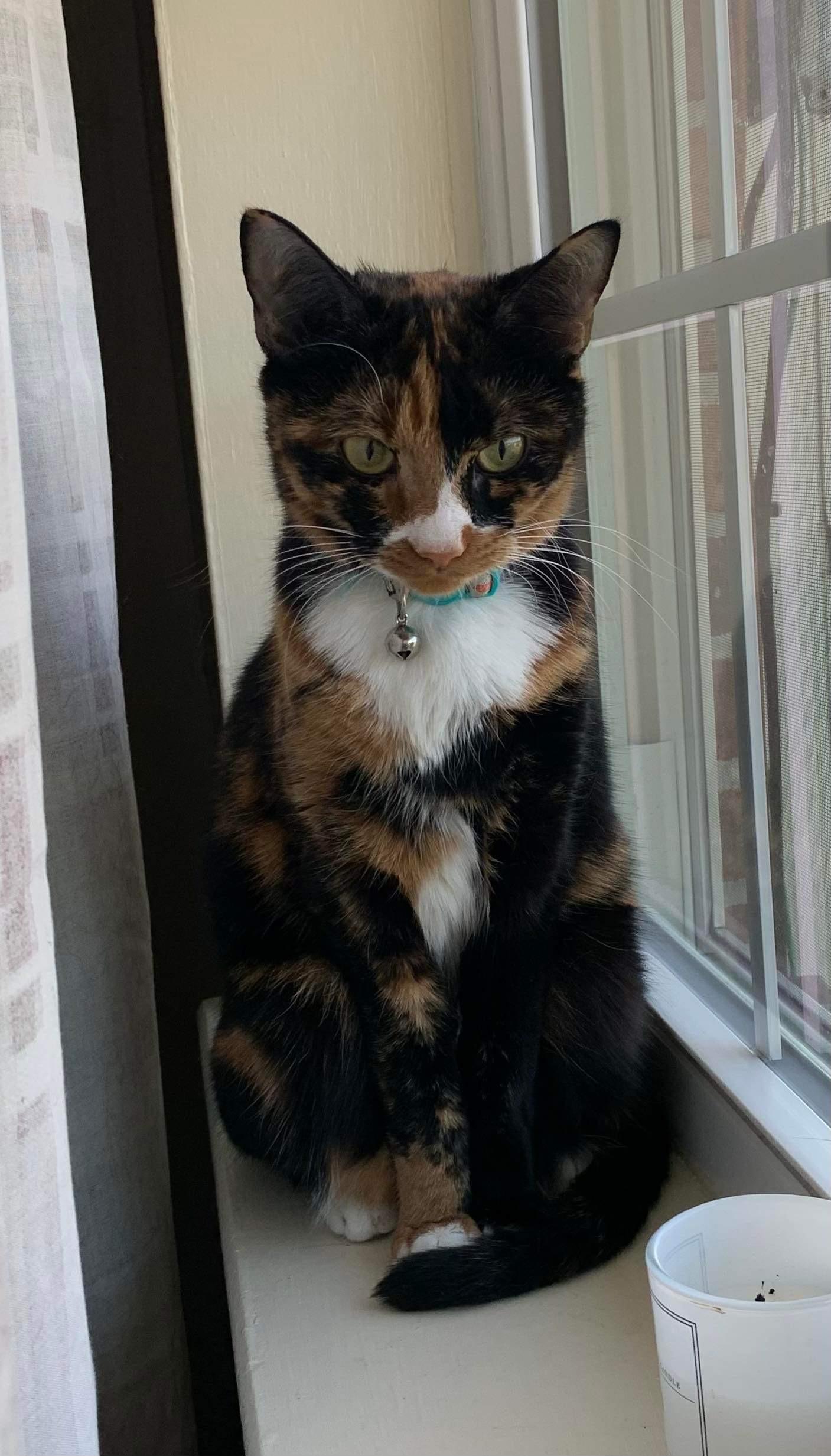 Hazel, a Adoptable Calico in Johnson City, TN image 2/3
