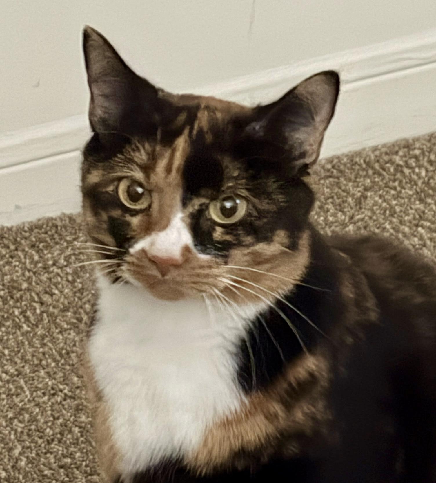 Hazel, a Adoptable Calico in Johnson City, TN image 1/3