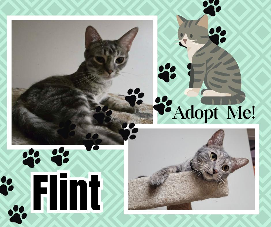 Flint, Adoptable, Adult Male American Shorthair.