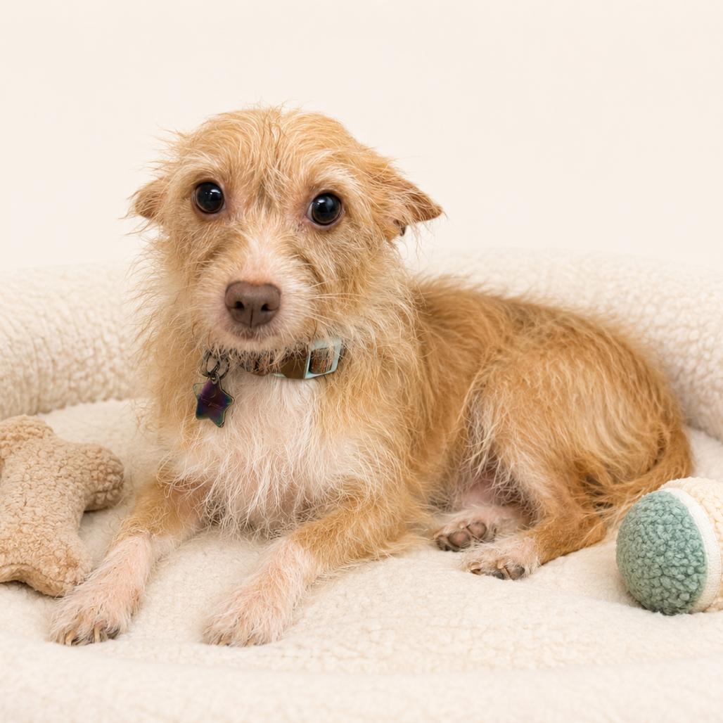 Sasha, Adoptable, Adult Female Terrier & Wirehaired Terrier.