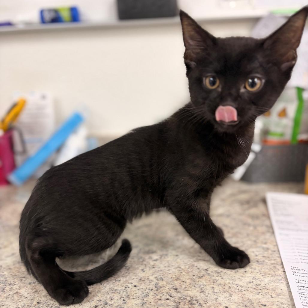 Oliver, Adoptable, Kitten Male Domestic Short Hair.