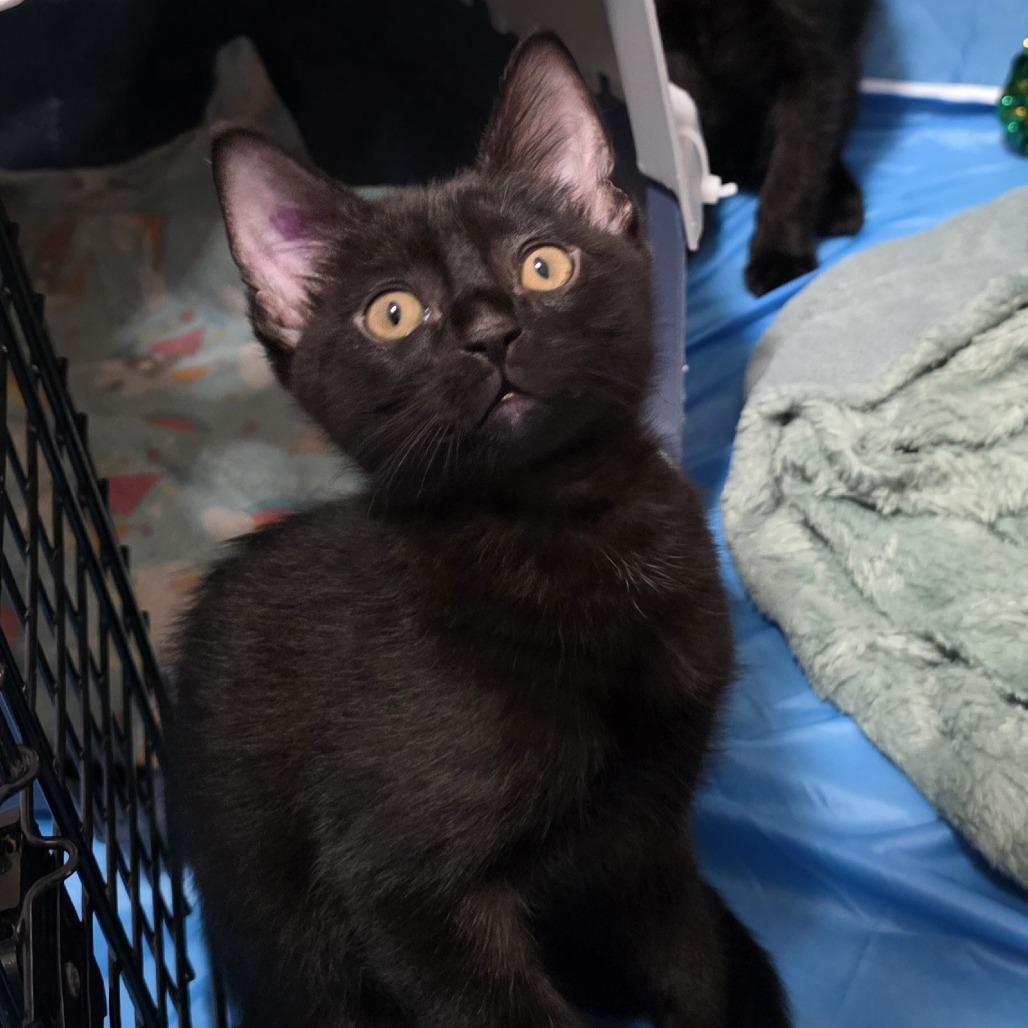 Oliver, a Adoptable Domestic Short Hair in Spokane, WA image 2/5