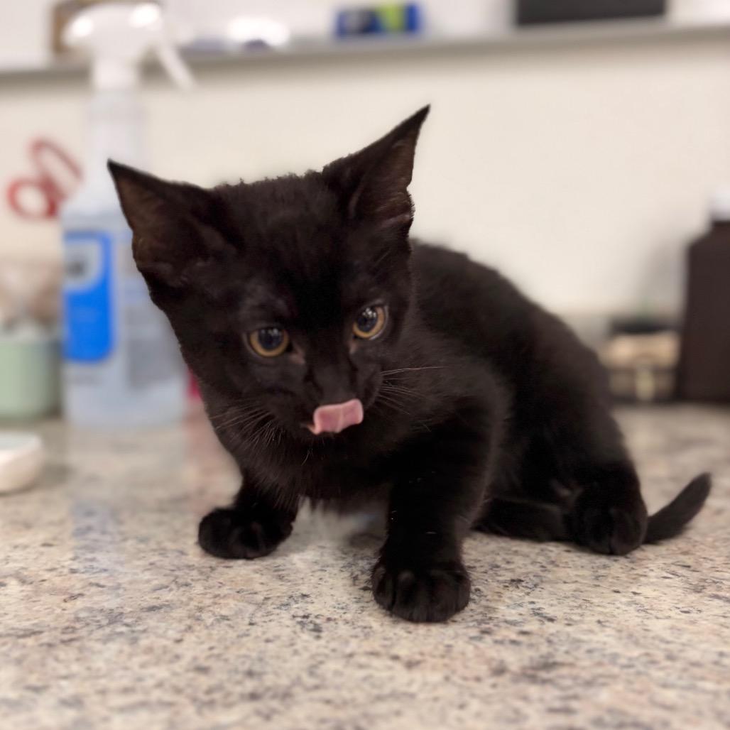 Oliver, a Adoptable Domestic Short Hair in Spokane, WA image 3/5