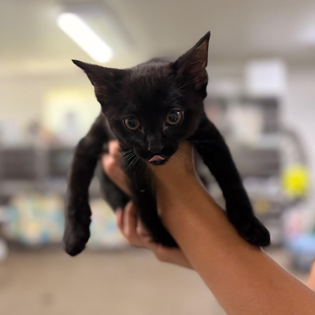 Oliver, a Adoptable Domestic Short Hair in Spokane, WA image 5/5