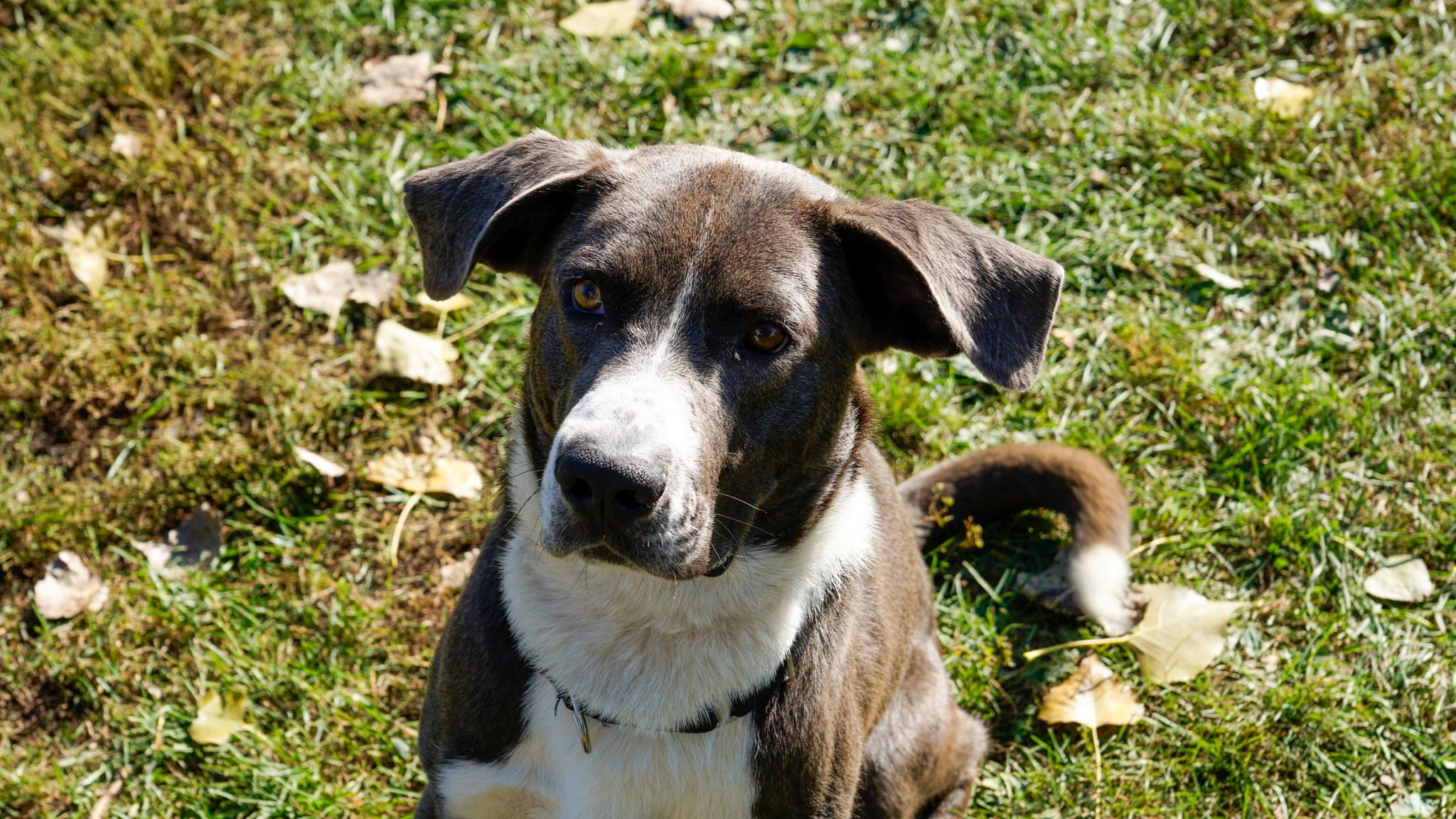 Ruckus, an adoptable Mixed Breed in Oconto, WI, 54153 | Photo Image 3