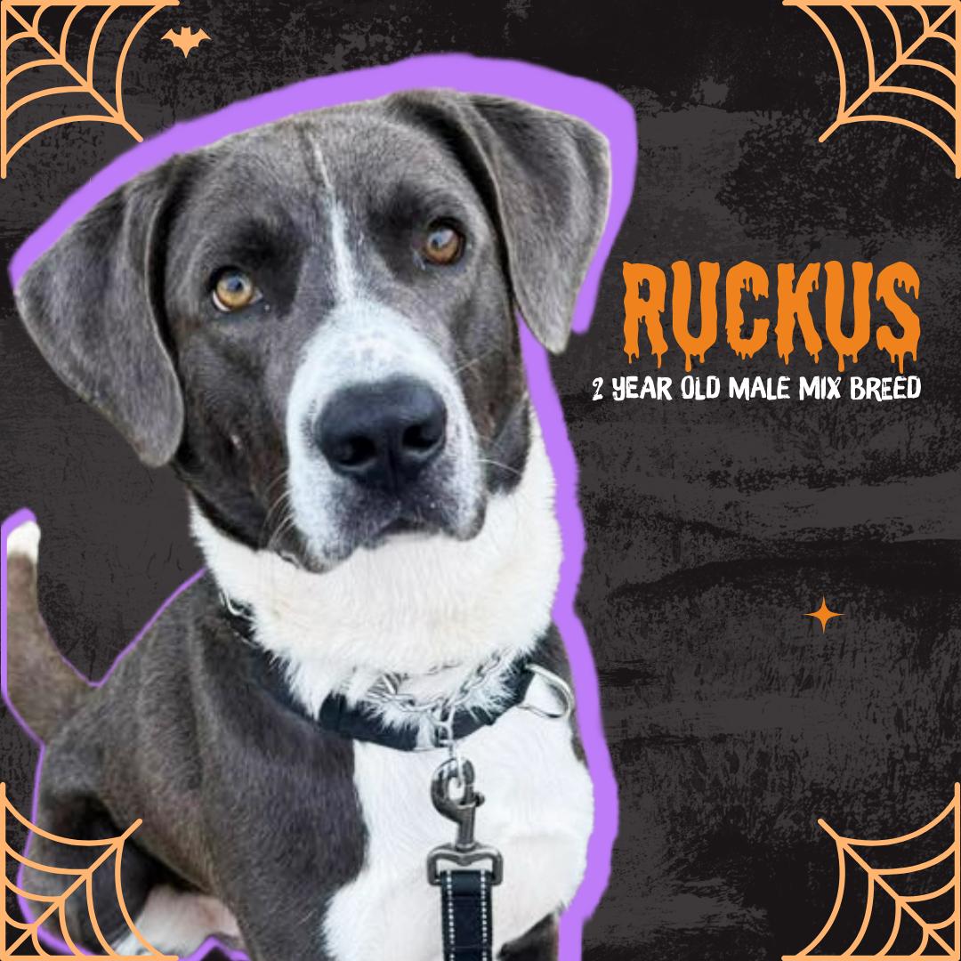 Ruckus, an adoptable Mixed Breed in Oconto, WI, 54153 | Photo Image 1