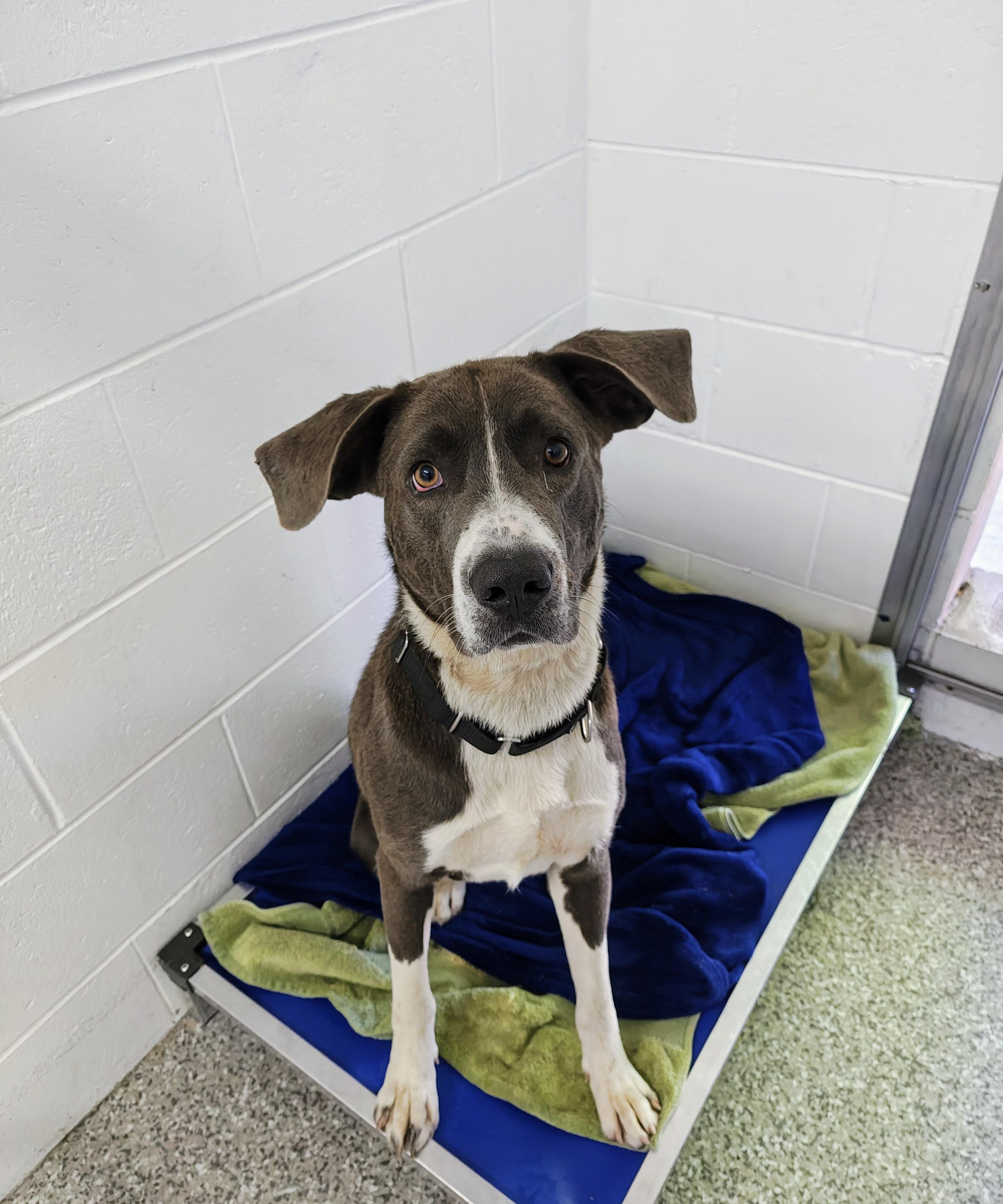 Ruckus, an adoptable Mixed Breed in Oconto, WI, 54153 | Photo Image 2