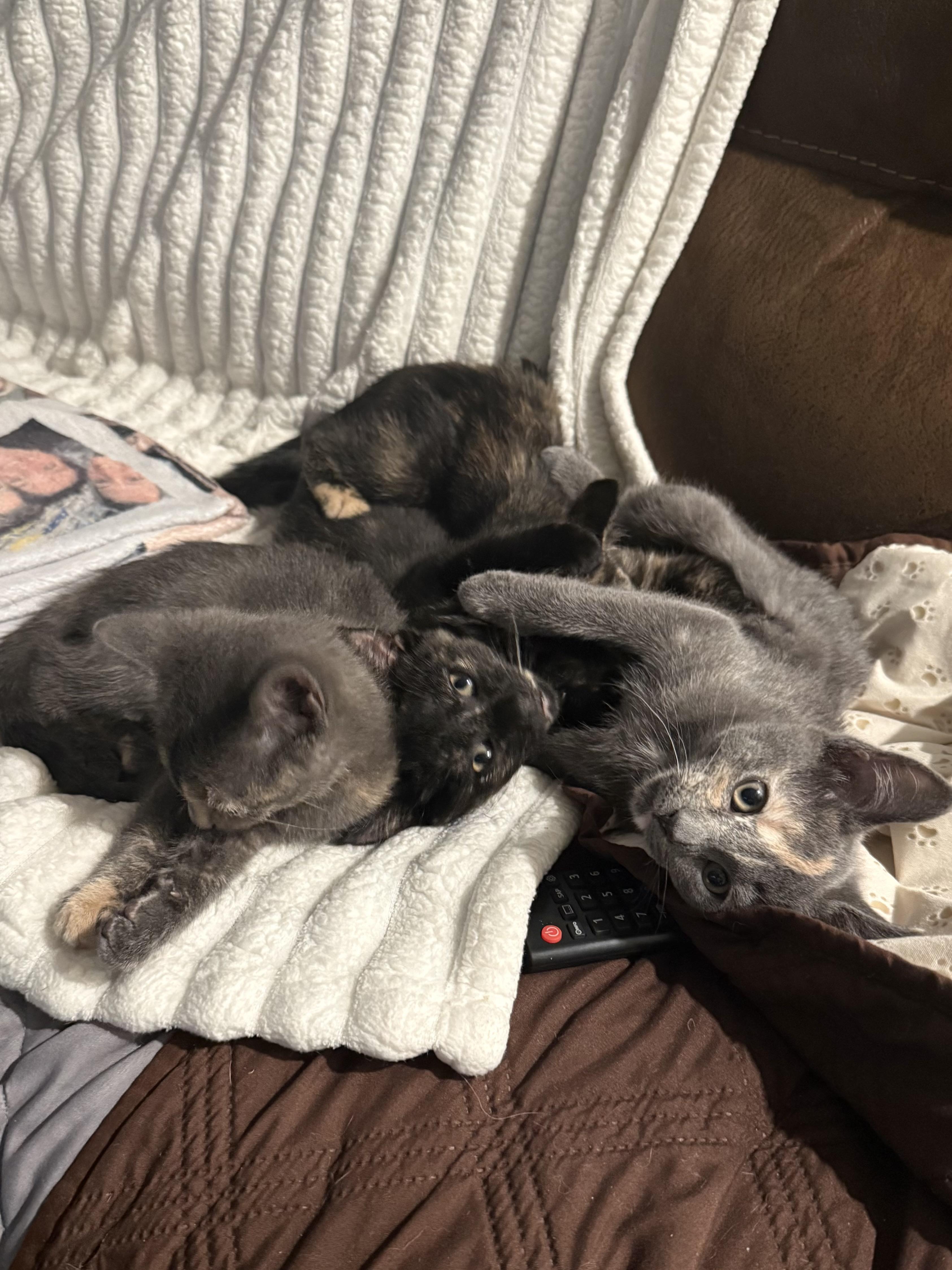 Enlarge Beautiful female kittens, a ADOPTABLE Dilute Calico in Bloomfield, NJ image 4/6