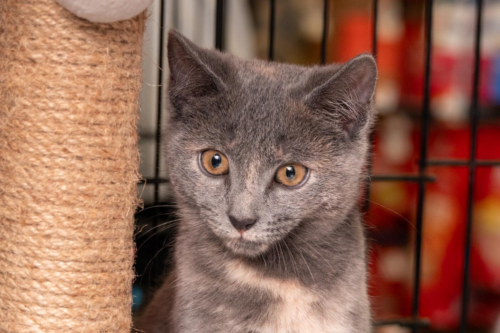 Enlarge Beautiful female kittens, a ADOPTABLE Dilute Calico in Bloomfield, NJ image 1/6