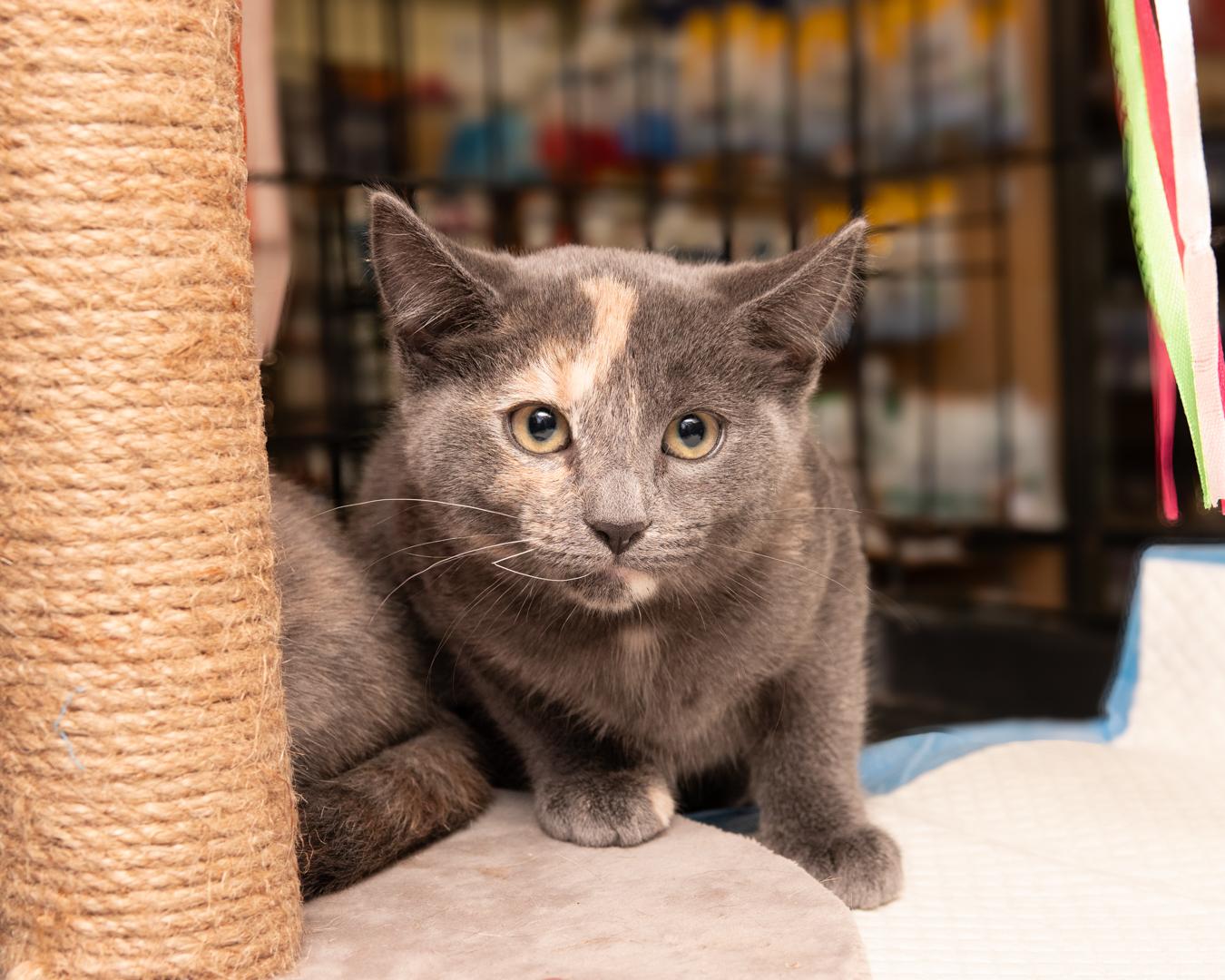 Enlarge Beautiful female kittens, a ADOPTABLE Dilute Calico in Bloomfield, NJ image 3/6