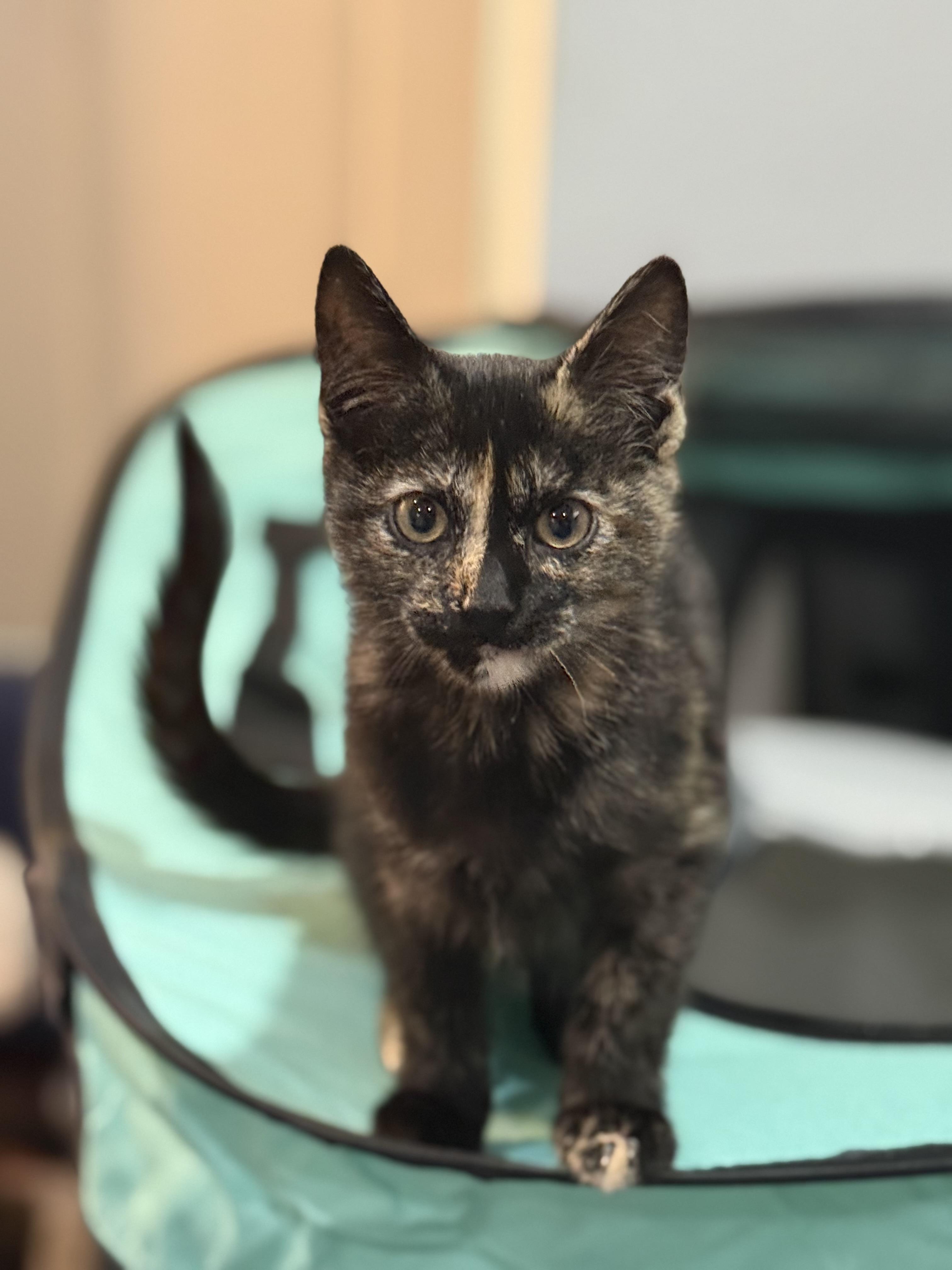 Enlarge Beautiful female kittens, a ADOPTABLE Dilute Calico in Bloomfield, NJ image 3/6
