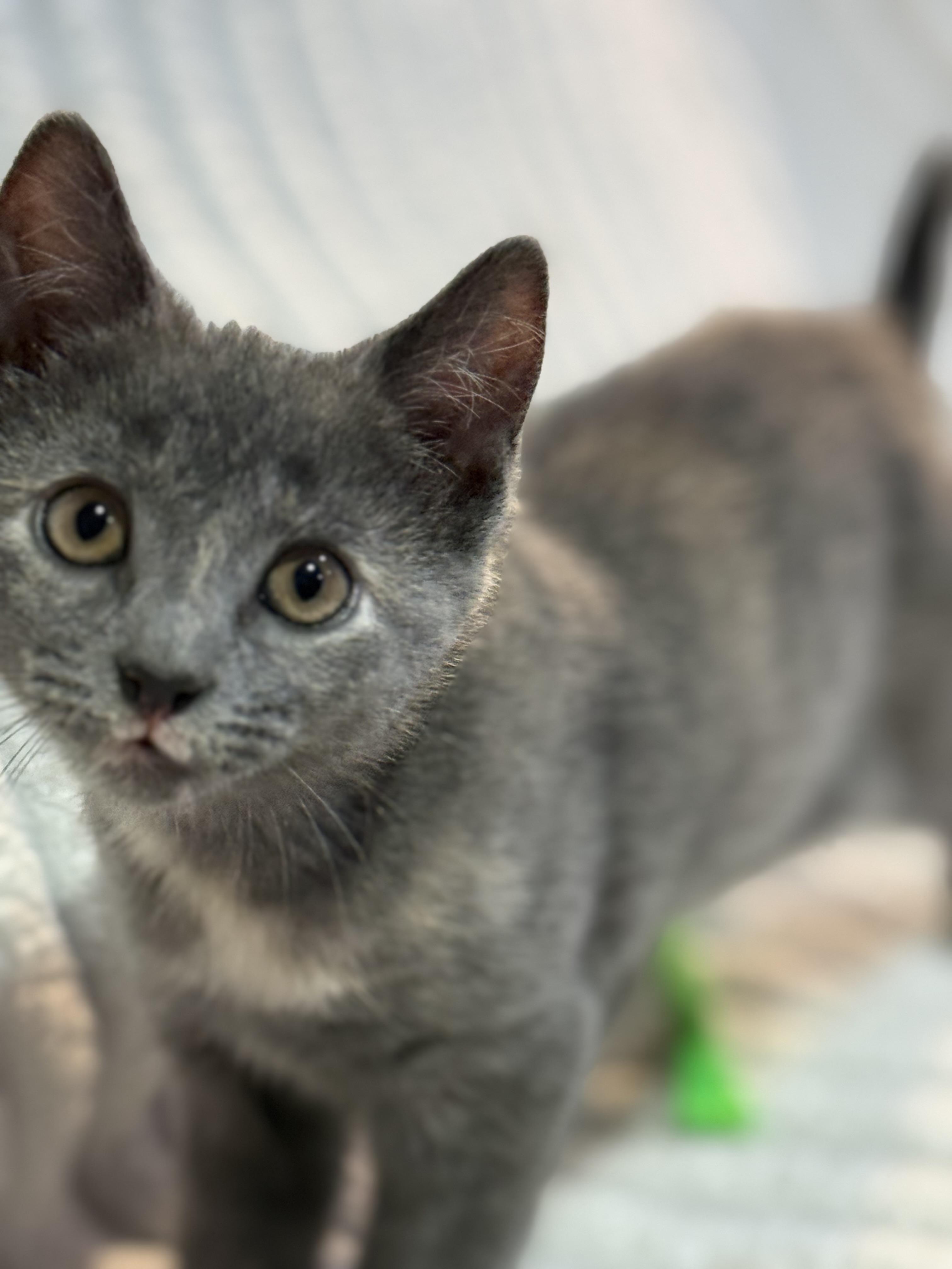Enlarge Beautiful female kittens, a ADOPTABLE Dilute Calico in Bloomfield, NJ image 1/6