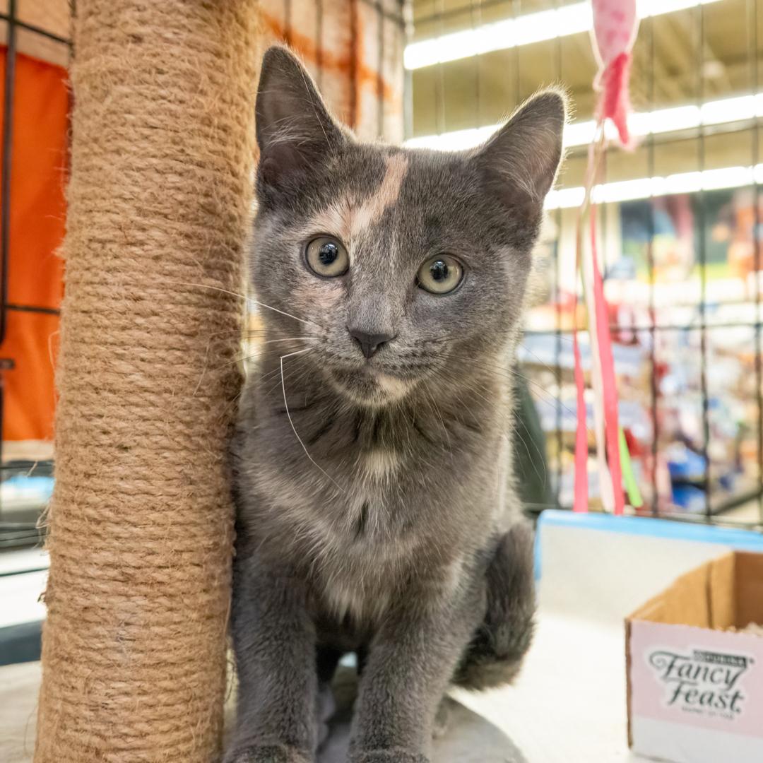 Greta, adopted, Young Female Dilute Calico.