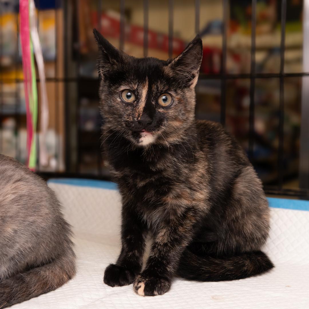 Enlarge Beautiful female kittens, a ADOPTABLE Dilute Calico in Bloomfield, NJ image 2/6