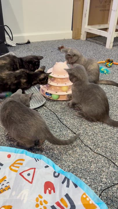 Enlarge Beautiful female kittens, a ADOPTABLE Dilute Calico in Bloomfield, NJ video 6/6