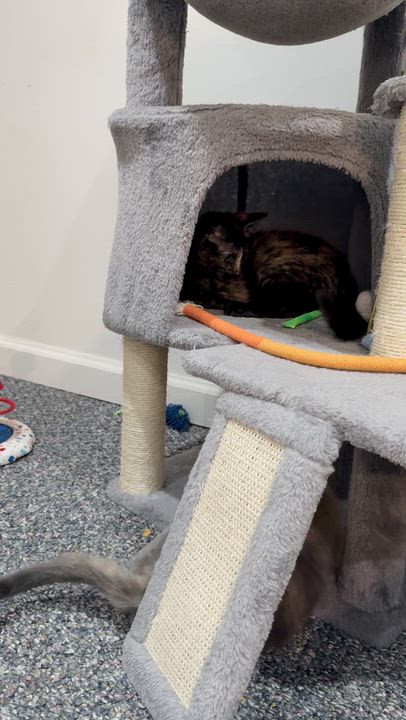 Enlarge Beautiful female kittens, a ADOPTABLE Dilute Calico in Bloomfield, NJ video 5/6