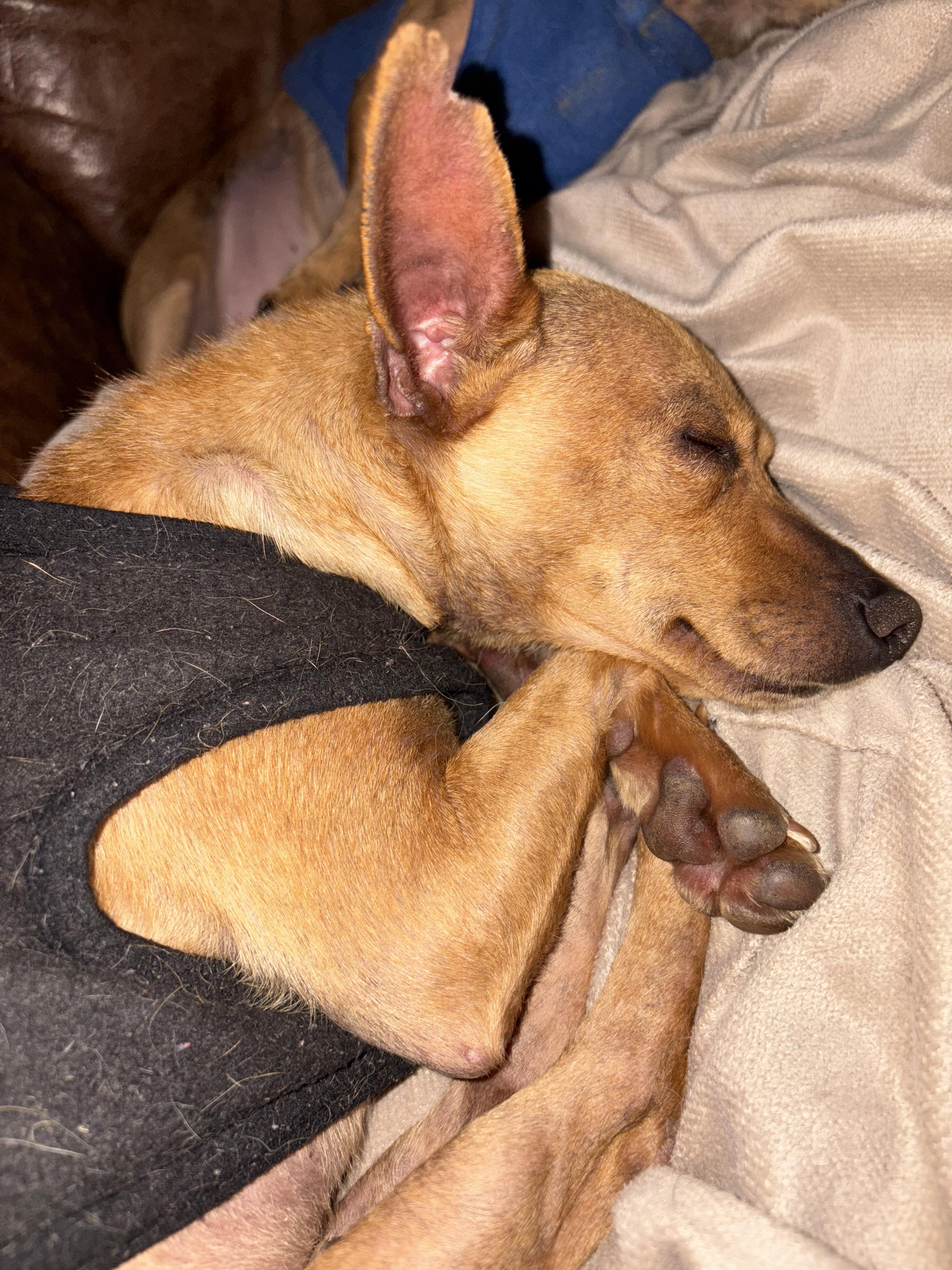 Cosmo, a Adoptable mixed breed in San Ysidro, CA image 3/6