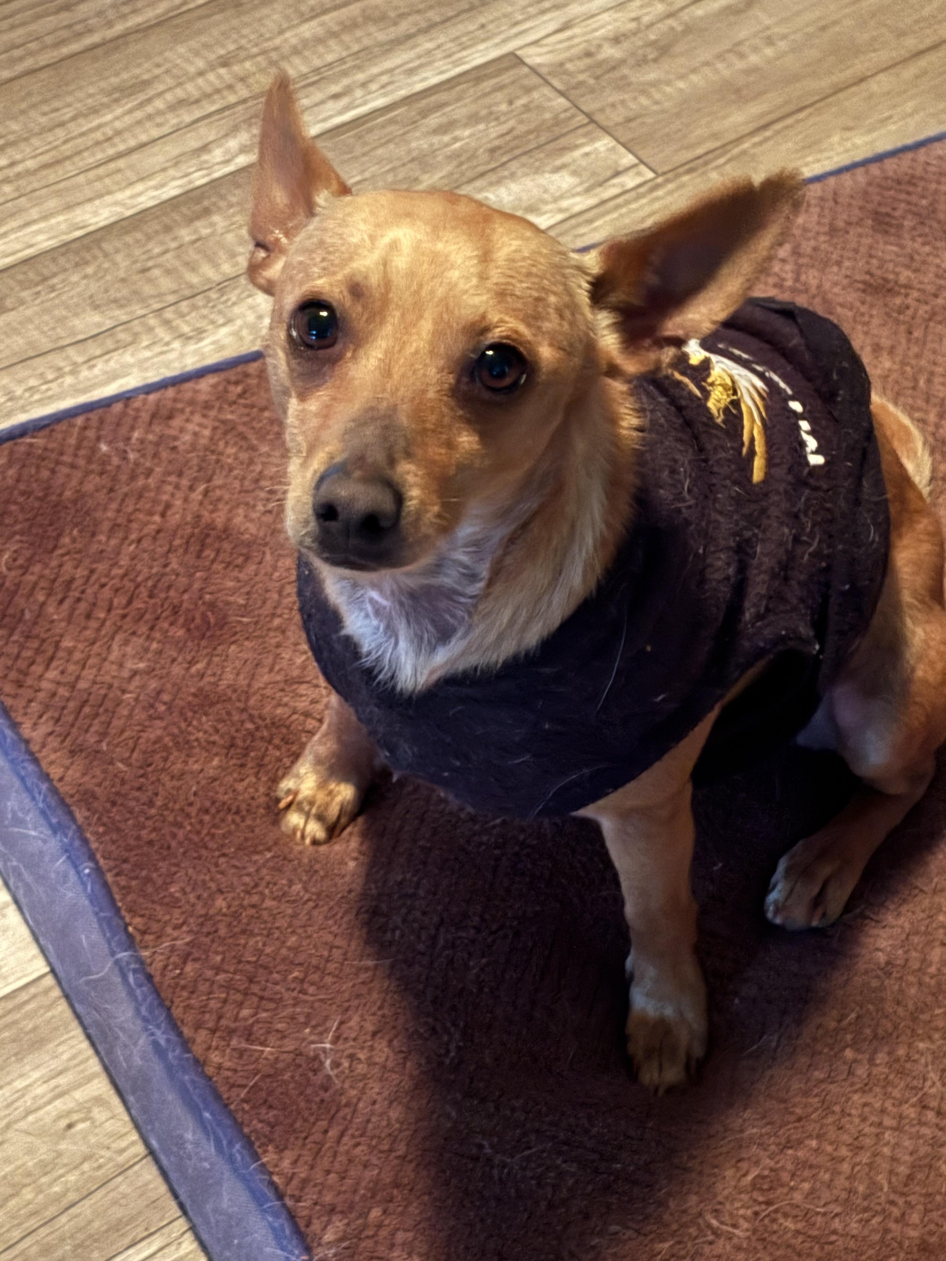 Cosmo, a Adoptable mixed breed in San Ysidro, CA image 6/6