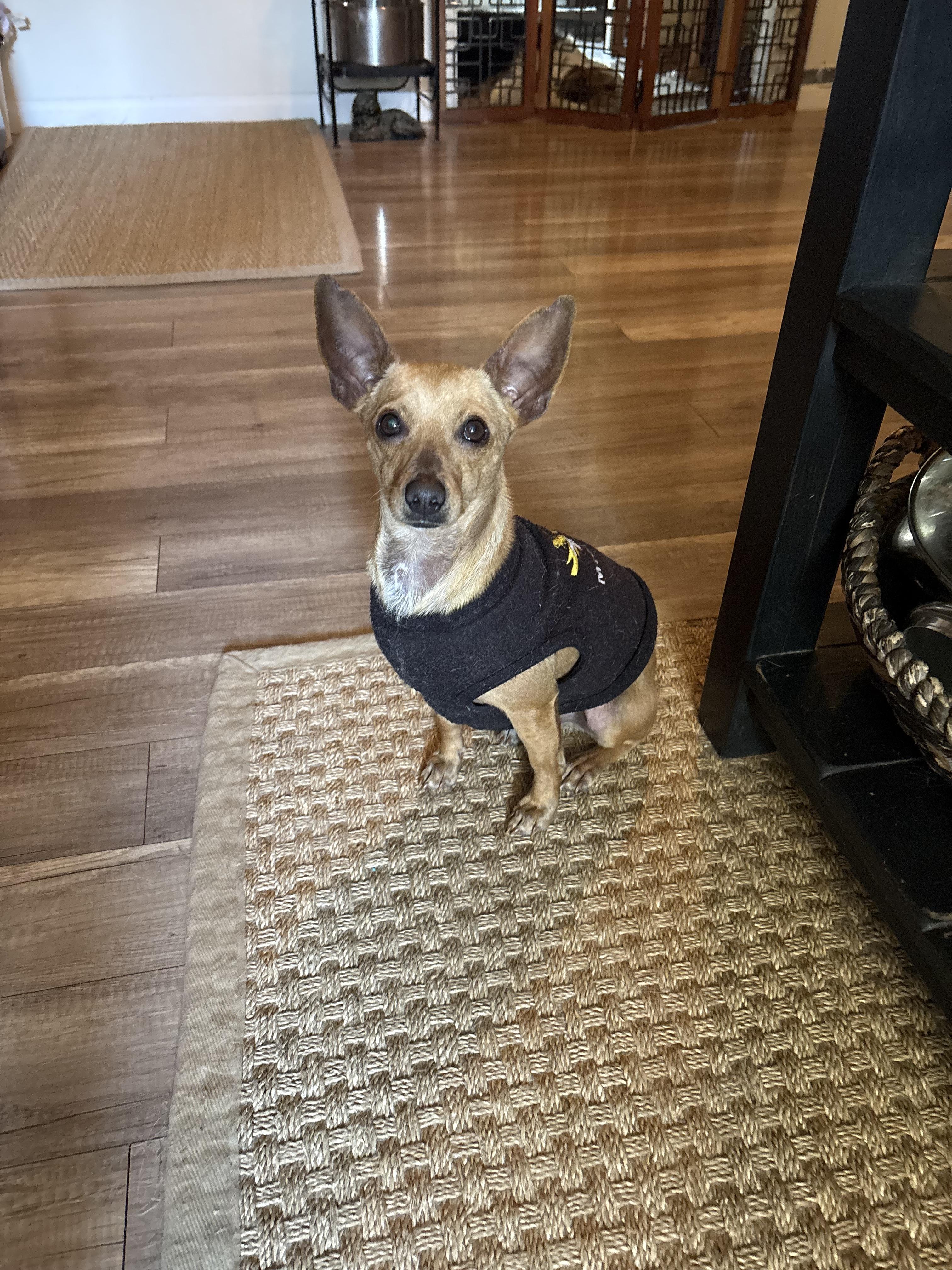 Cosmo, a Adoptable mixed breed in San Ysidro, CA image 2/6