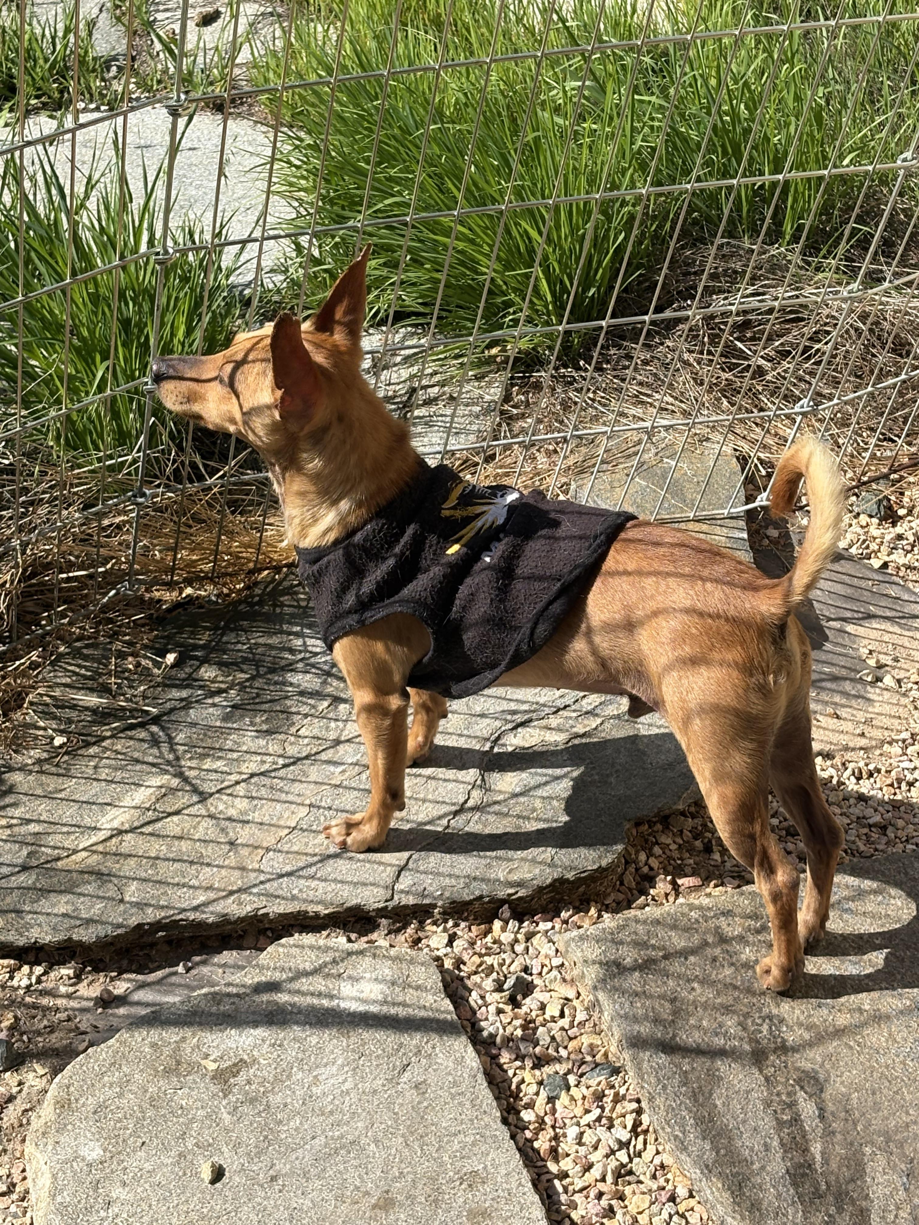 Cosmo, a Adoptable mixed breed in San Ysidro, CA image 5/6