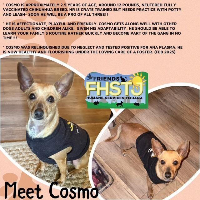 Cosmo, Adoptable, Adult Male Chihuahua.