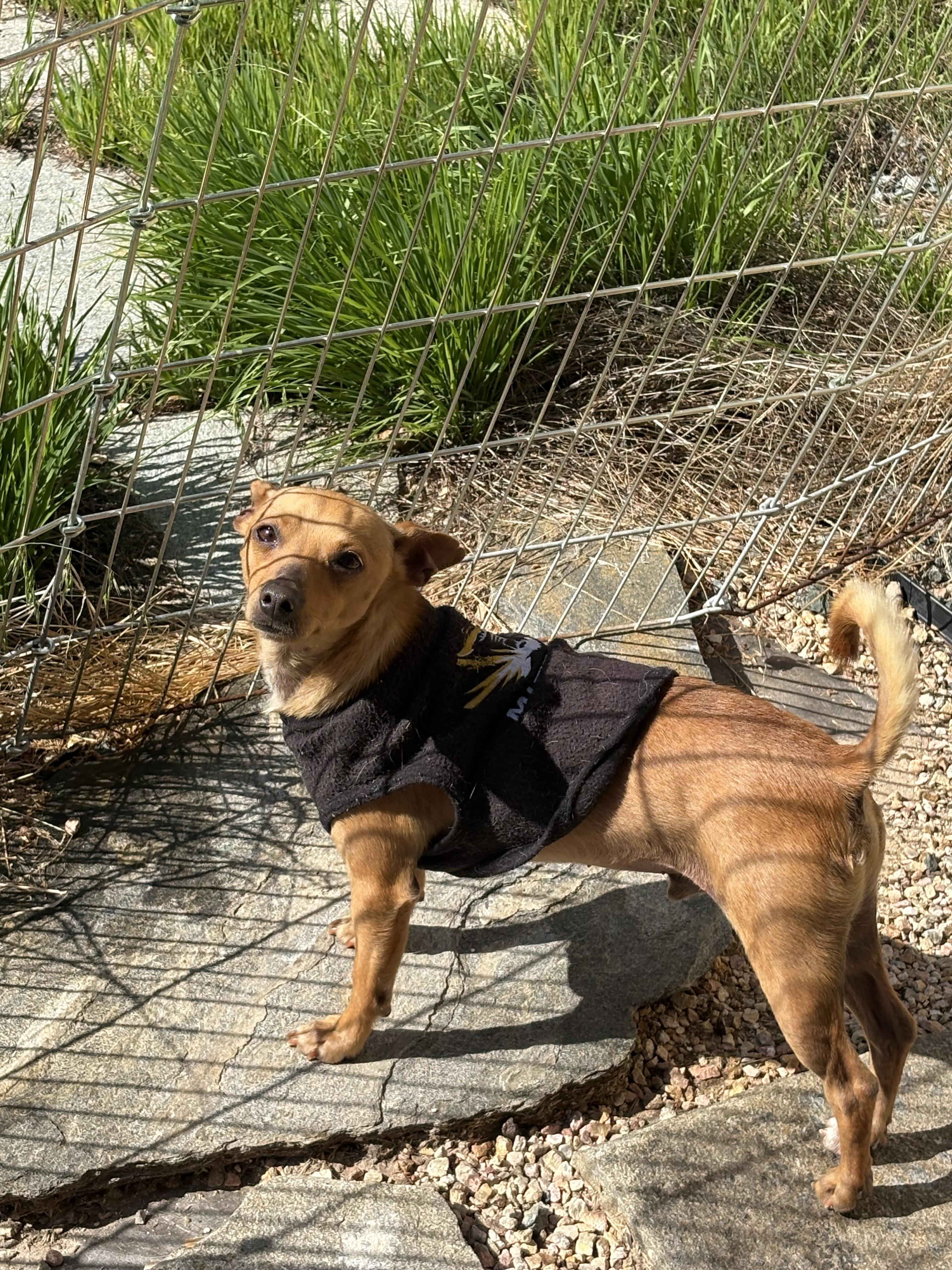 Cosmo, a Adoptable mixed breed in San Ysidro, CA image 4/6