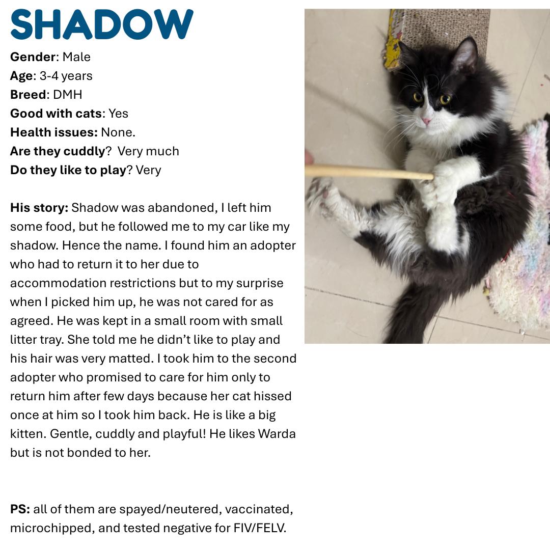 Enlarge Flower & Shadow SA Purrsian/Maine Coon mixes, an adoptable mixed breed in New York, NY image 6/6