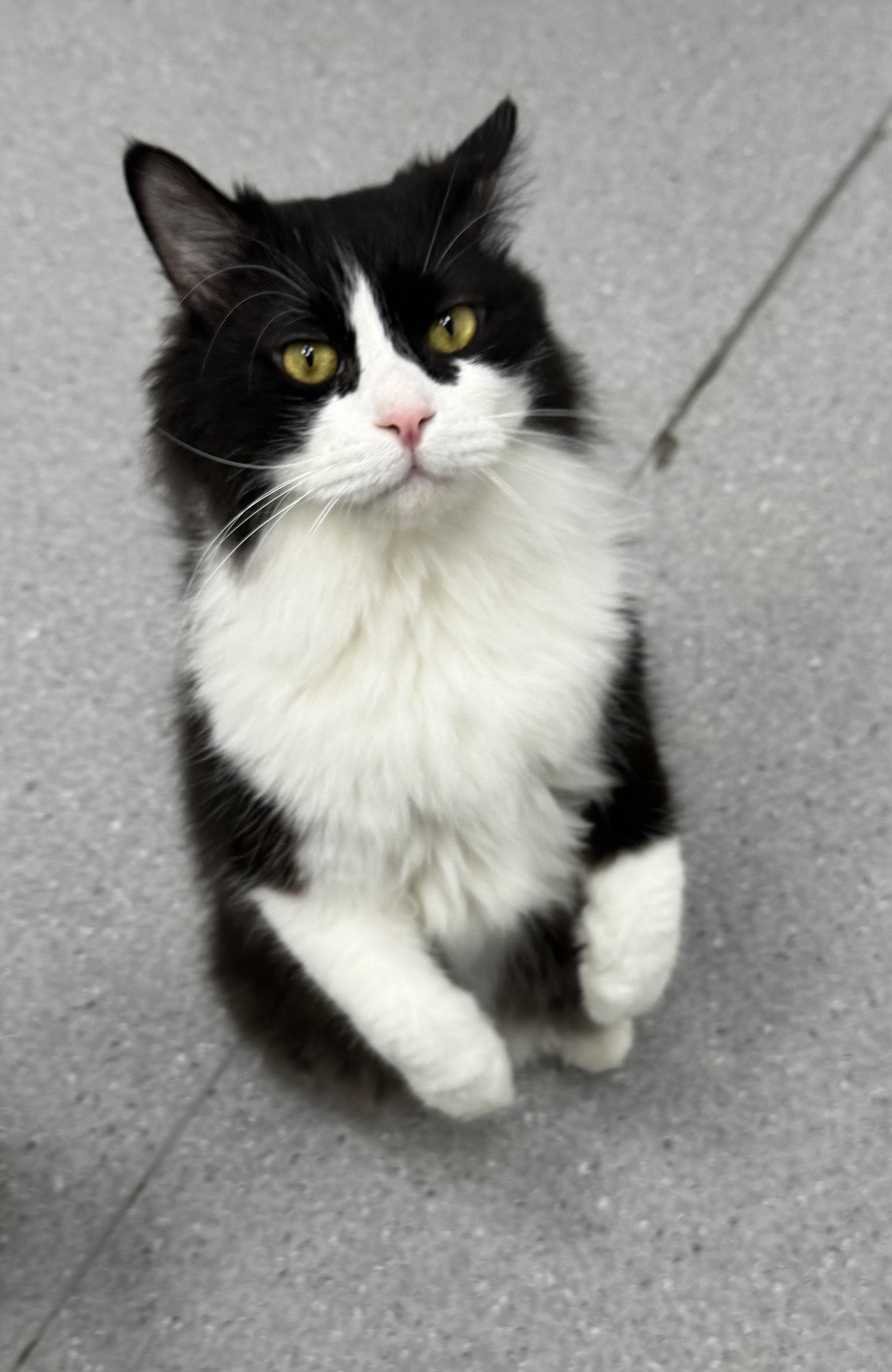 Enlarge Flower & Shadow SA Purrsian/Maine Coon mixes, an adoptable mixed breed in New York, NY image 3/6