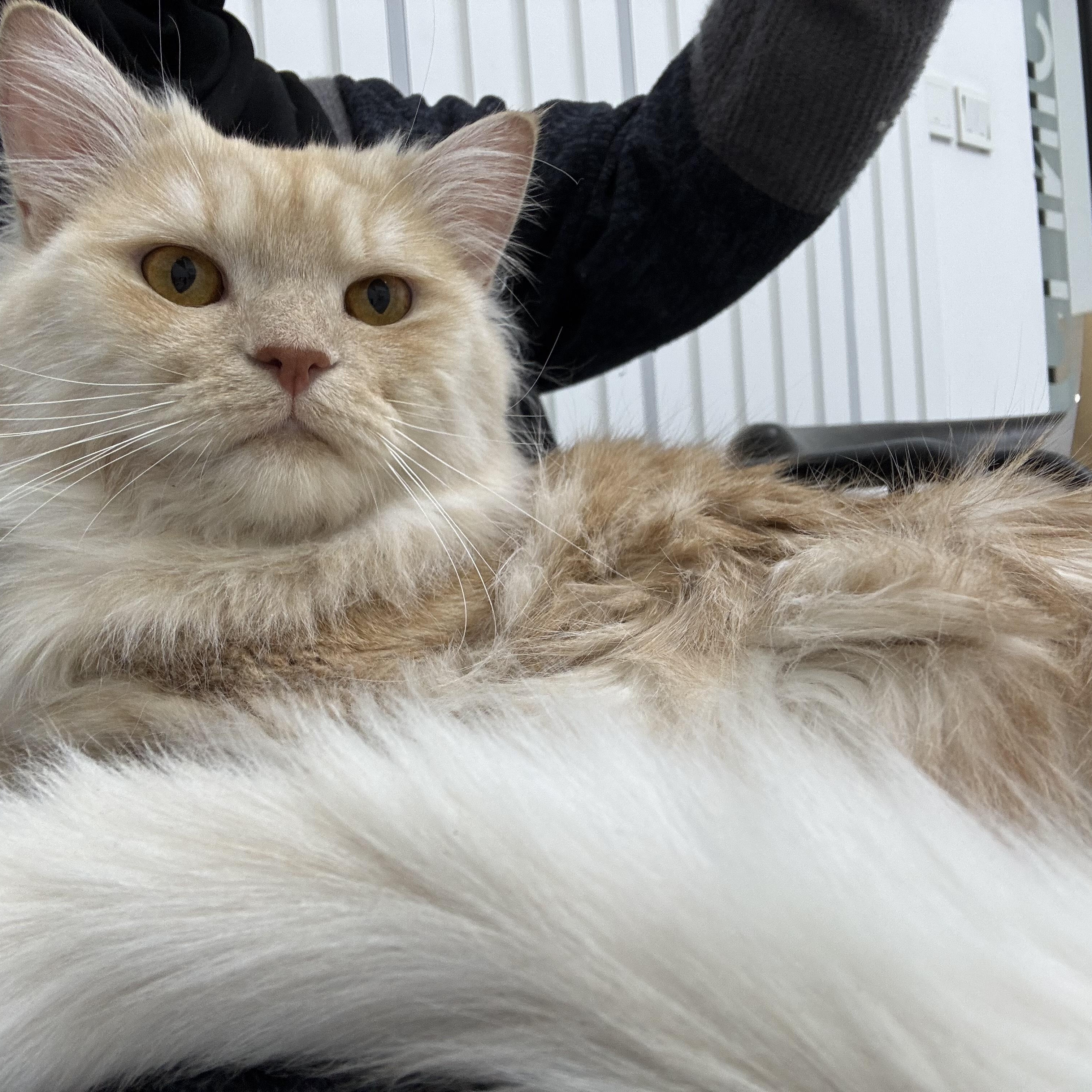 Enlarge Flower & Shadow SA Purrsian/Maine Coon mixes, an adoptable mixed breed in New York, NY image 4/6